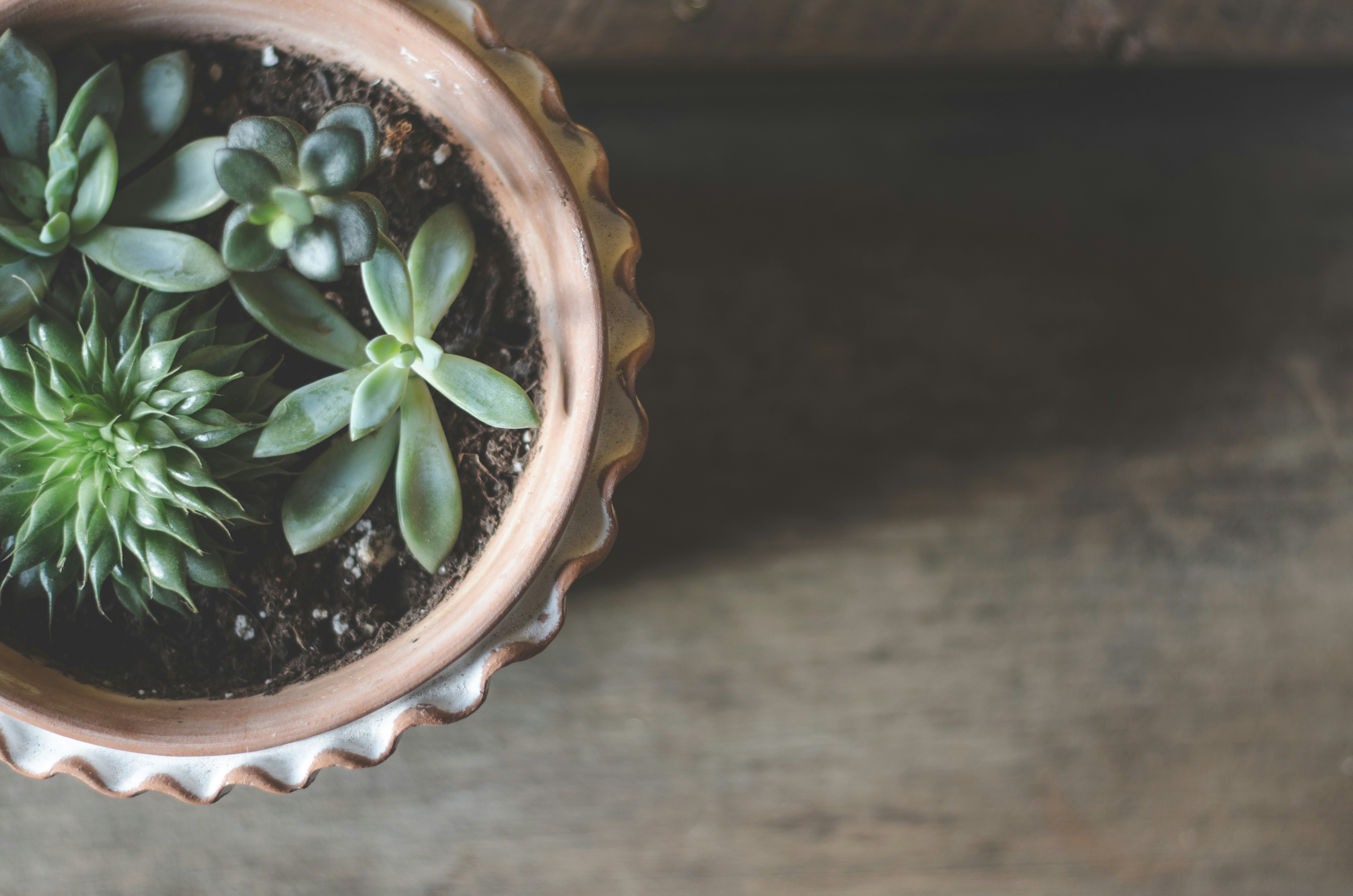 Potted Succulents on Wooden Table