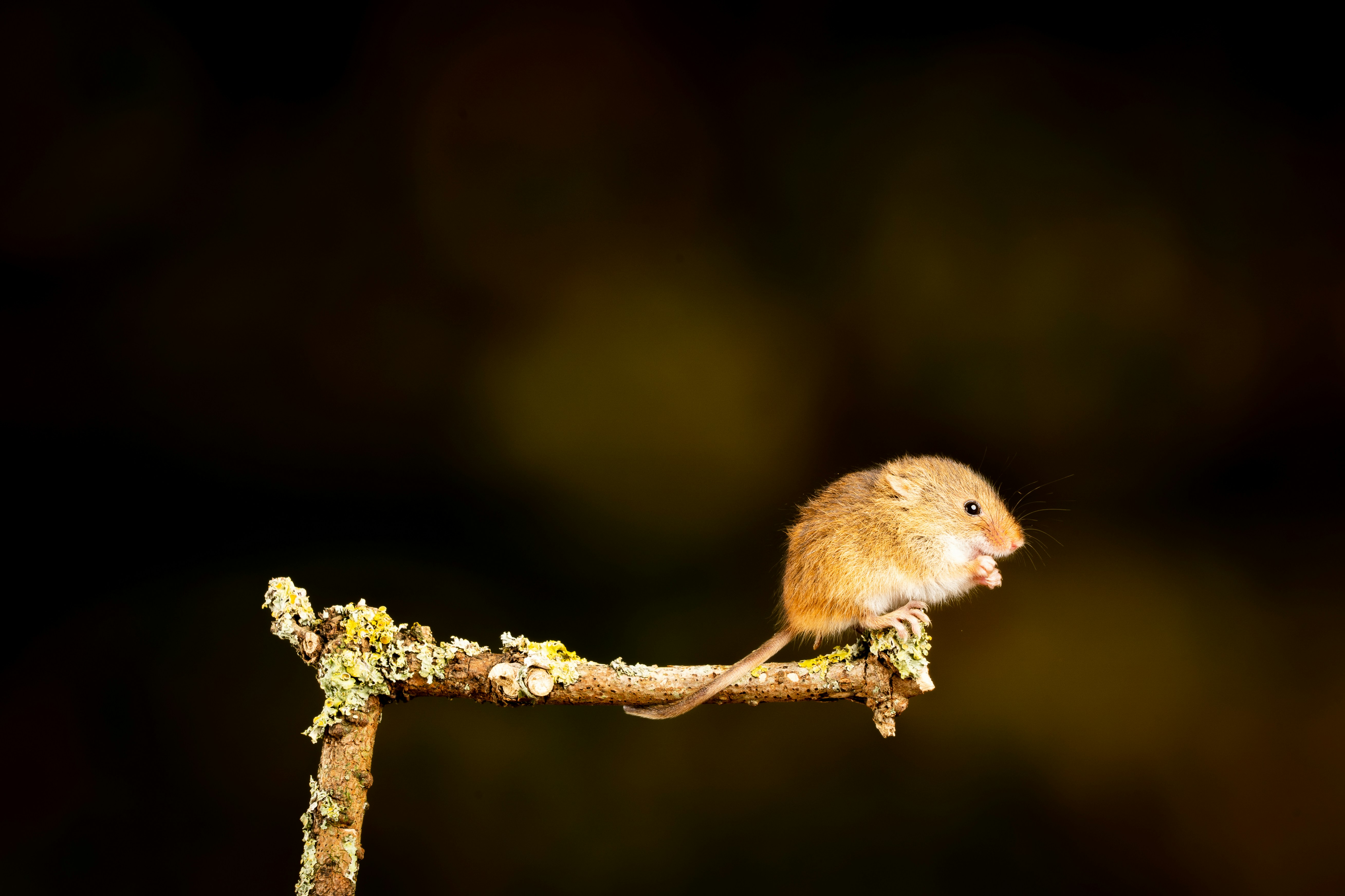 Harvest Mouse on Lichen Covered Branch