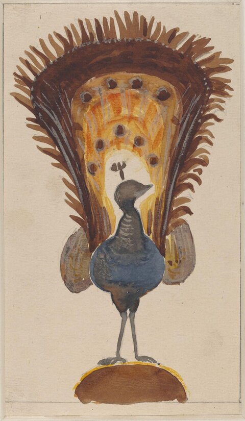 Watercolor Painting of a Peacock