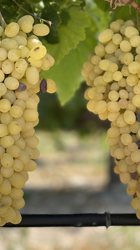 Ripe White Grapes on Vine