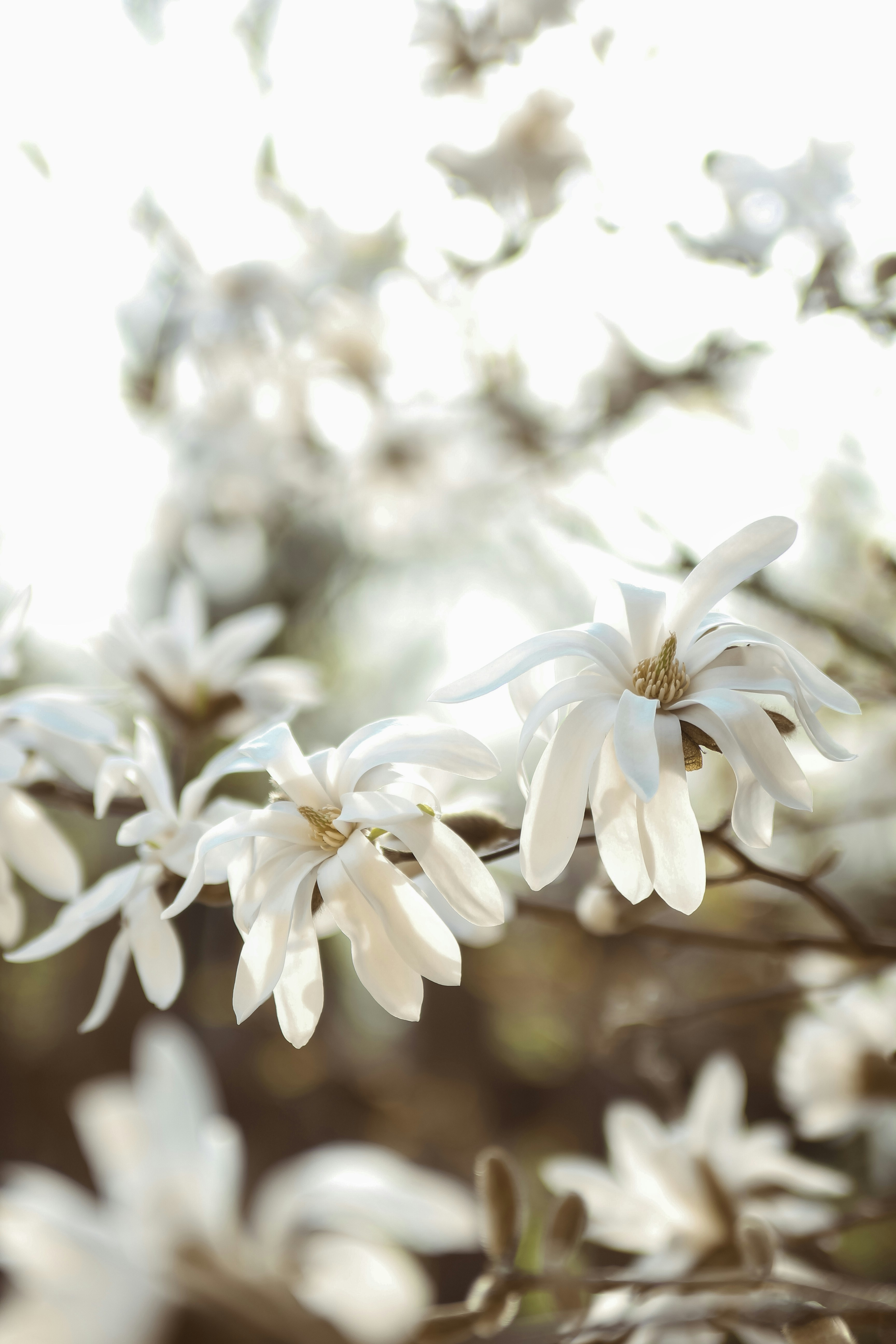 White Magnolia Flowers In Sunlight