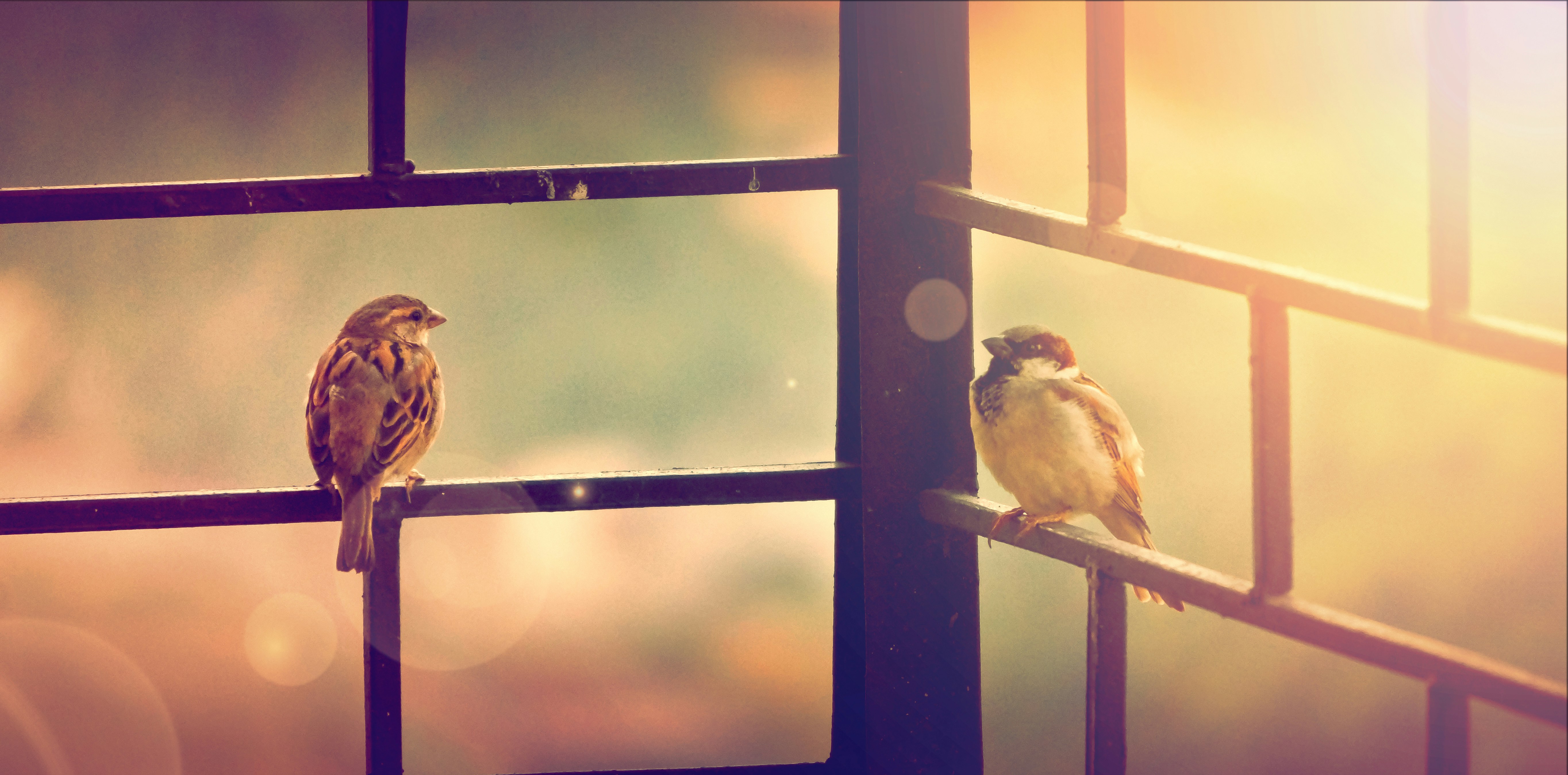 Two Sparrows on Window Railing