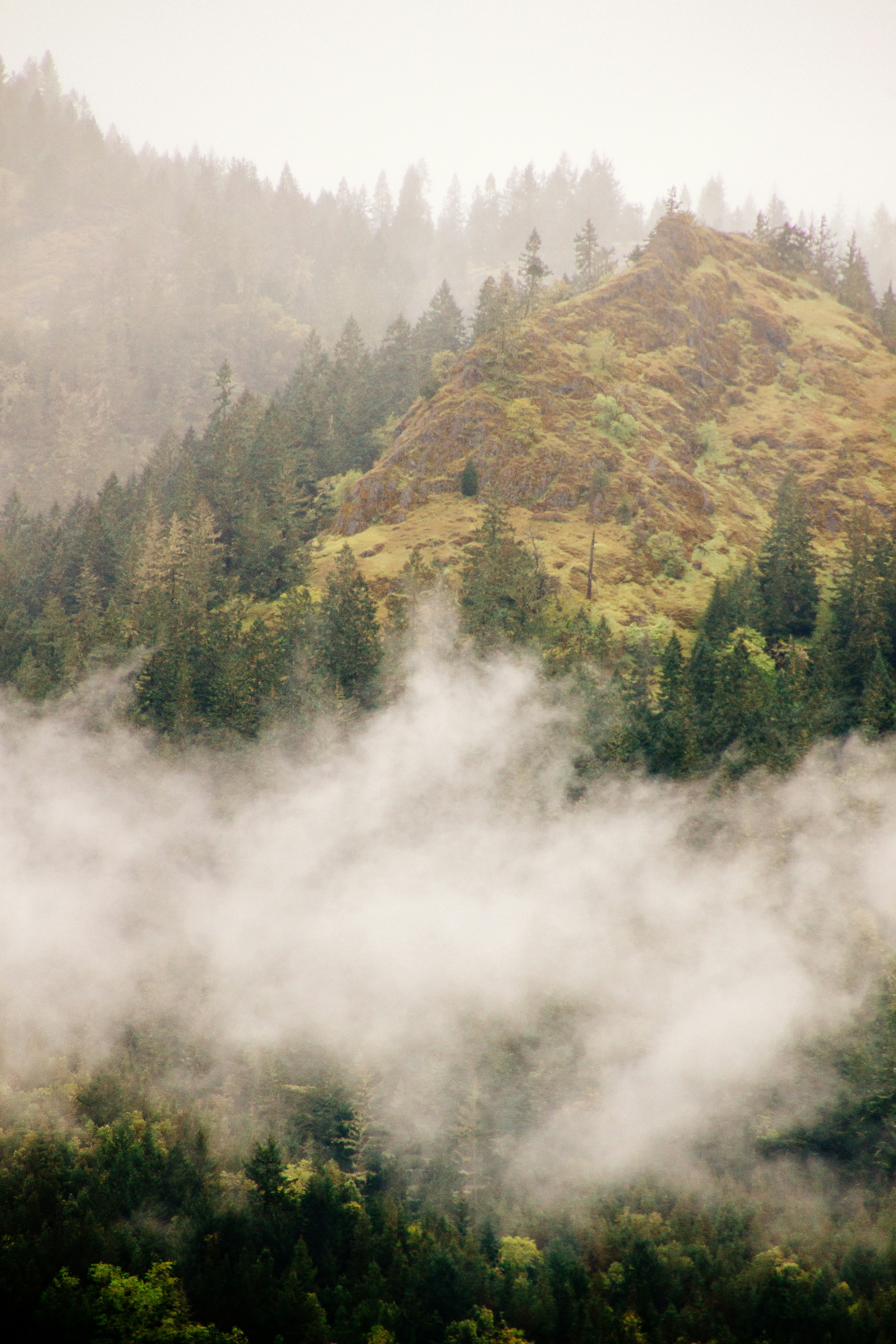 Misty Mountain Forest