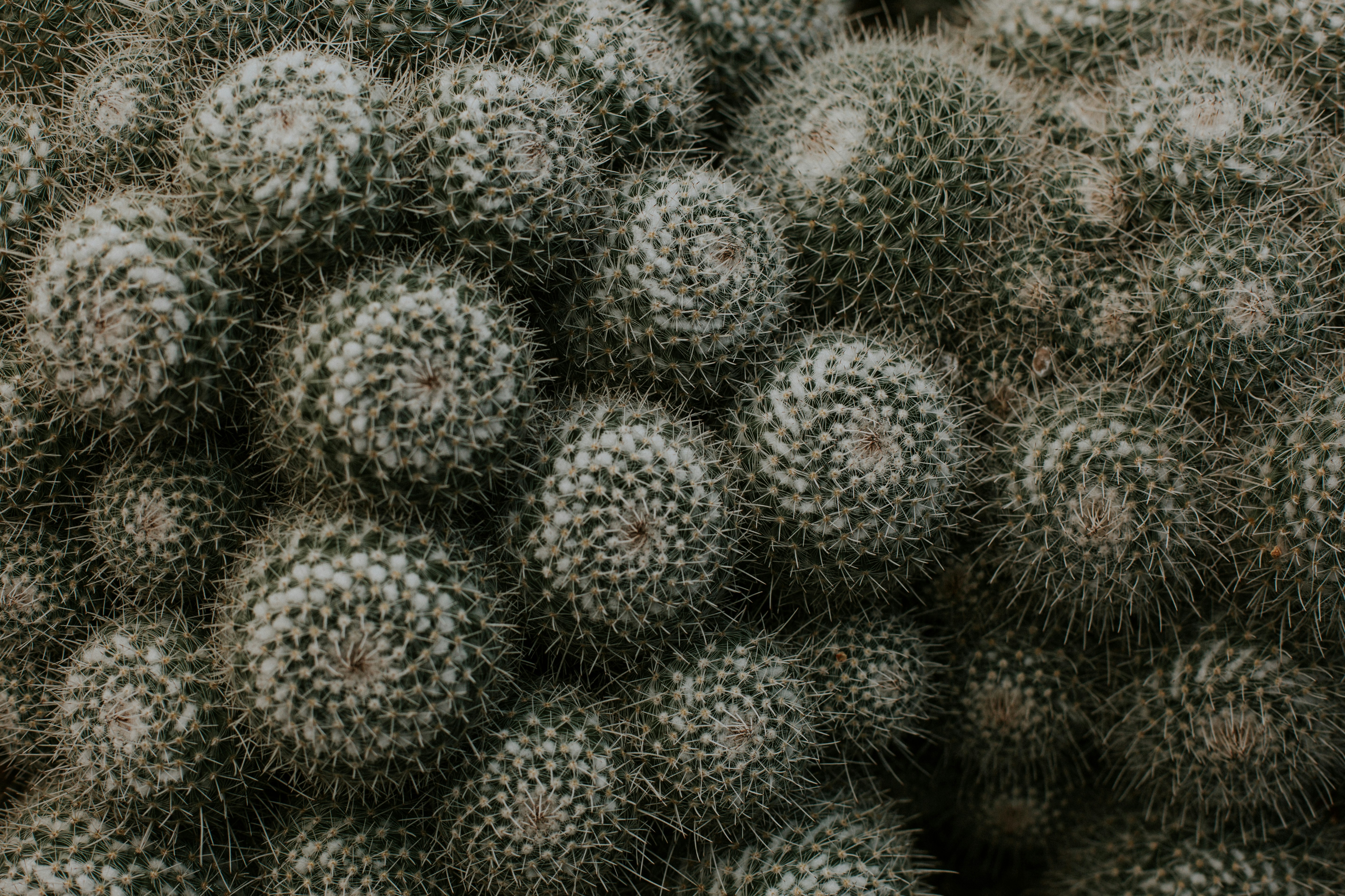 Clustered Round Cacti Close-up