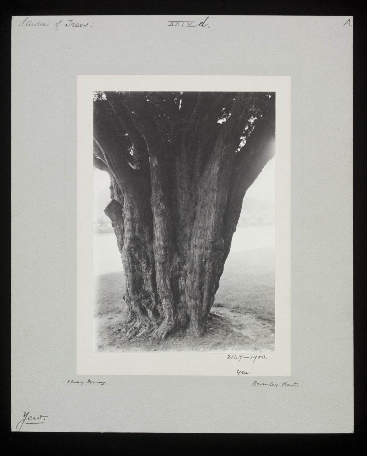 Vintage Study of an Old Yew Tree