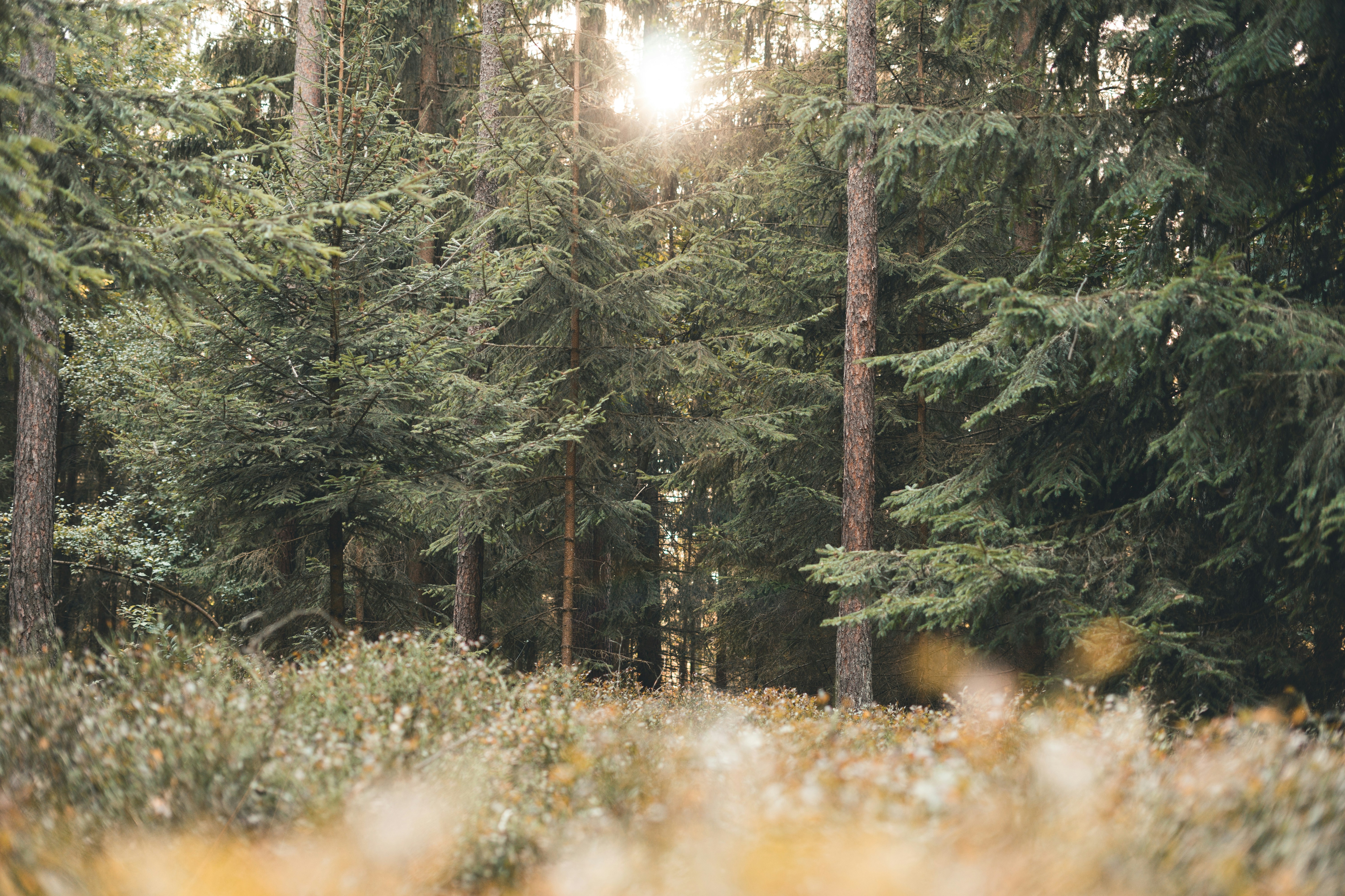 Sunlit Coniferous Forest