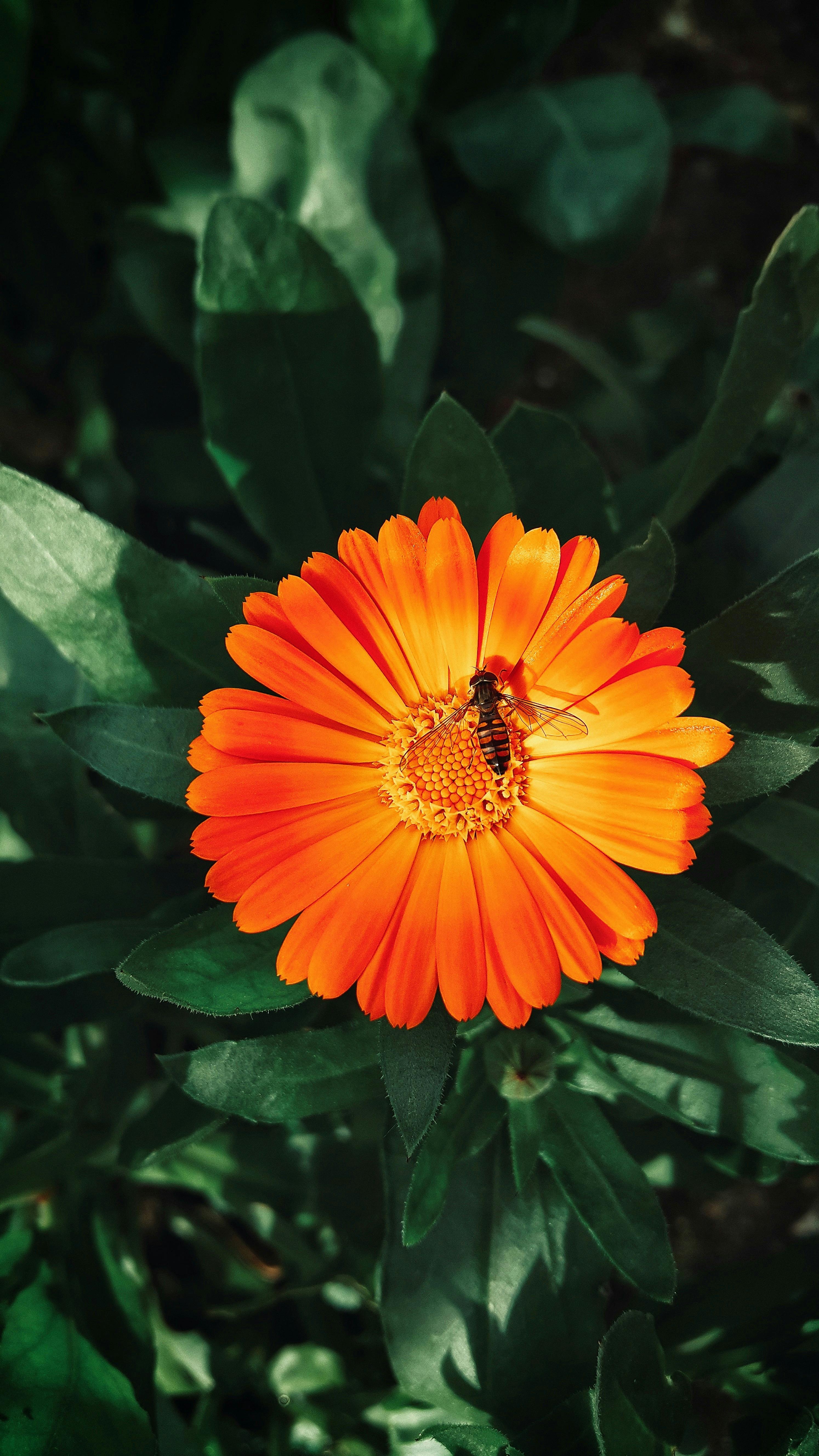 Orange Calendula Flower With Hoverfly