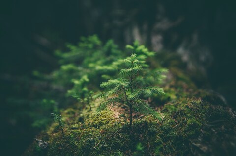 Young Spruce Seedling on Mossy Ground