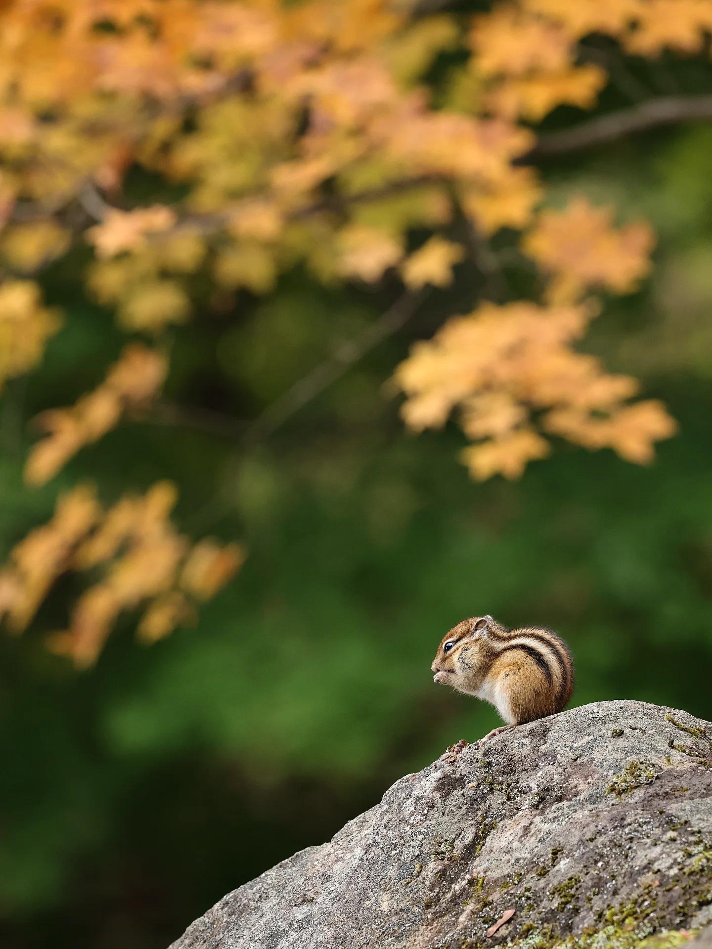 Chipmunk on Rock in Autumn