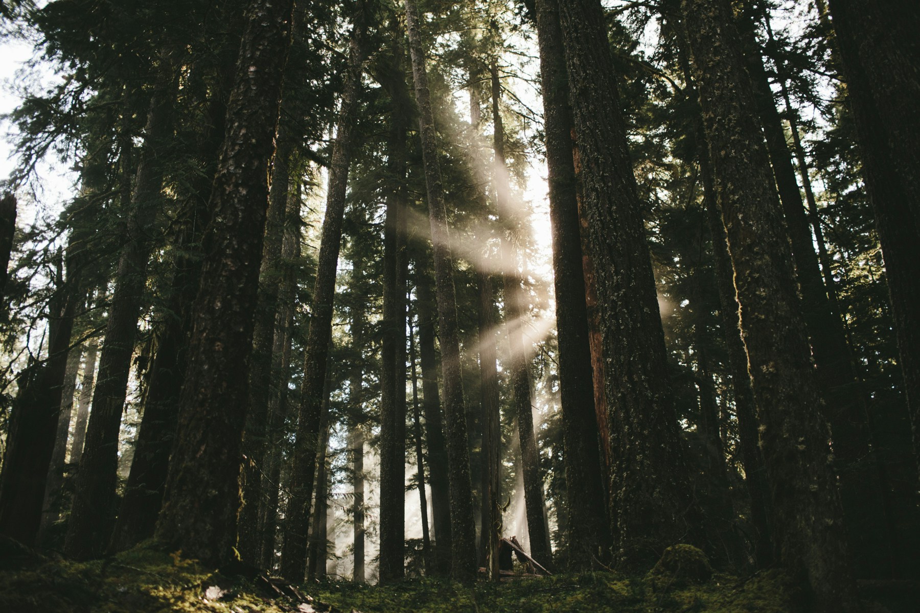 Sunbeams Through Dense Ancient Forest