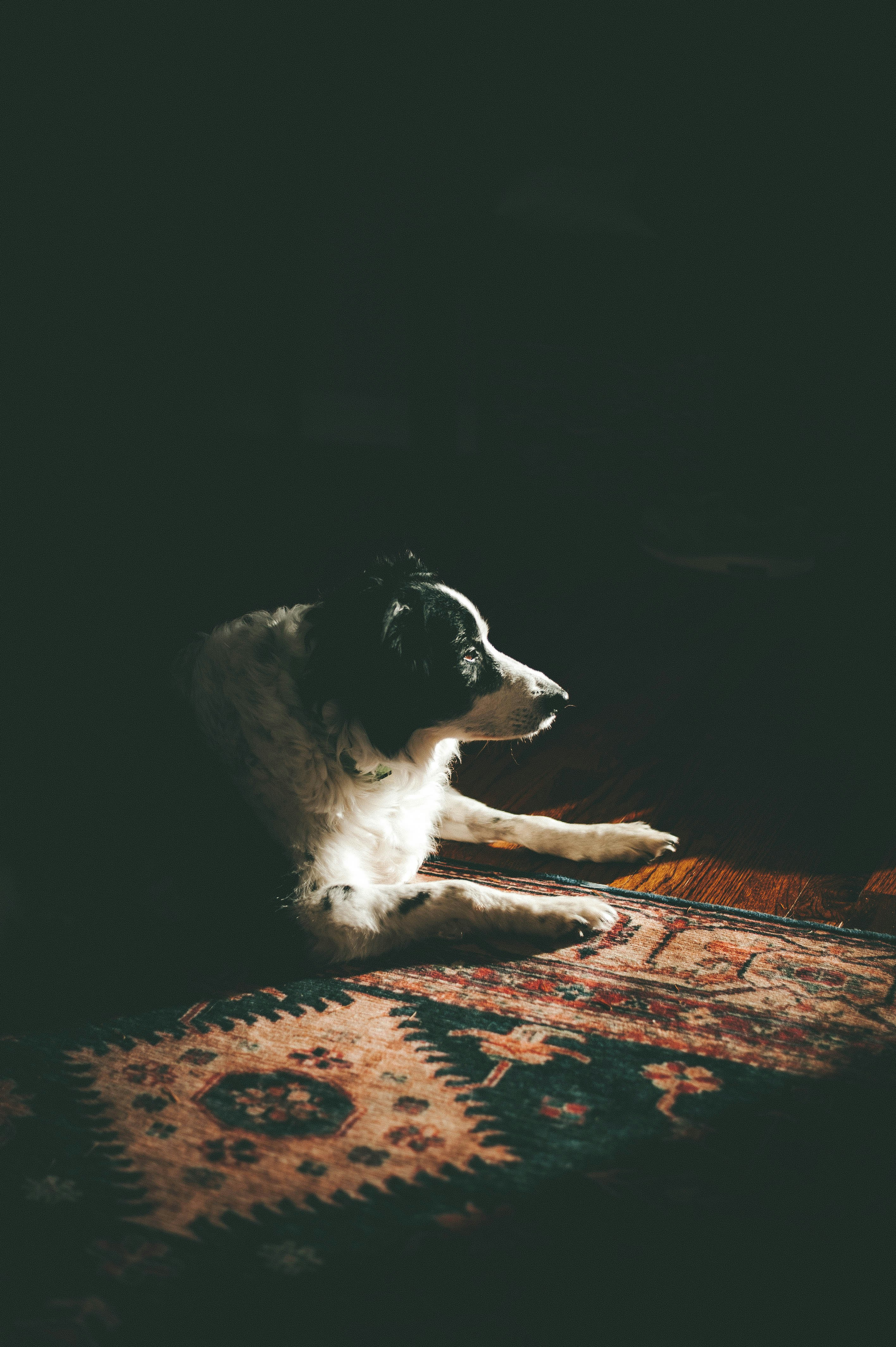 Black and White Dog Resting In Sunlight