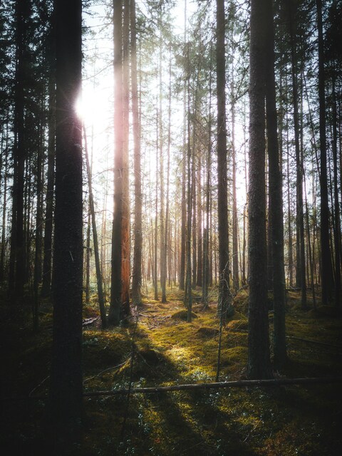 Sunlight Through Coniferous Forest