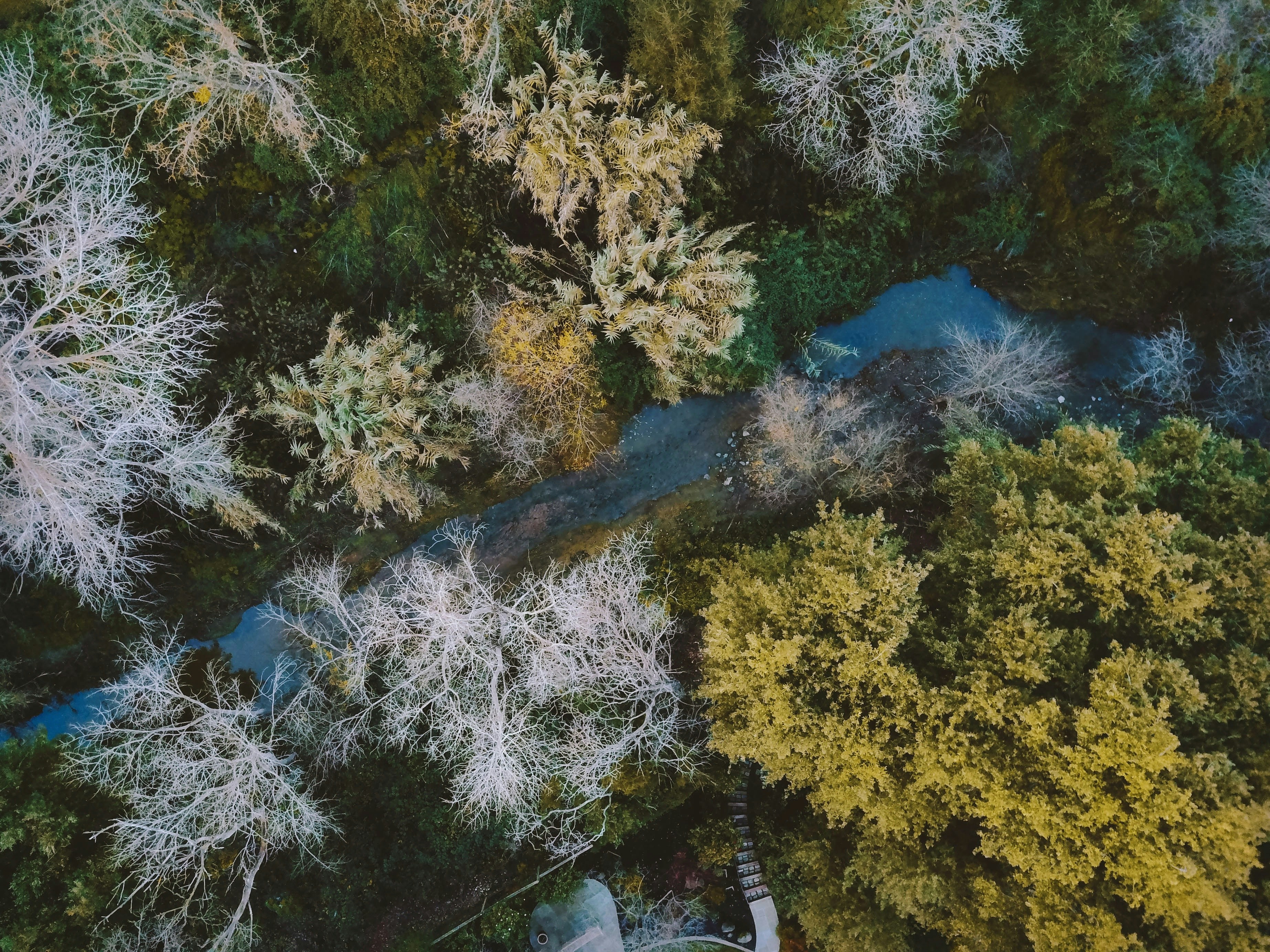 Aerial View of Forest Stream