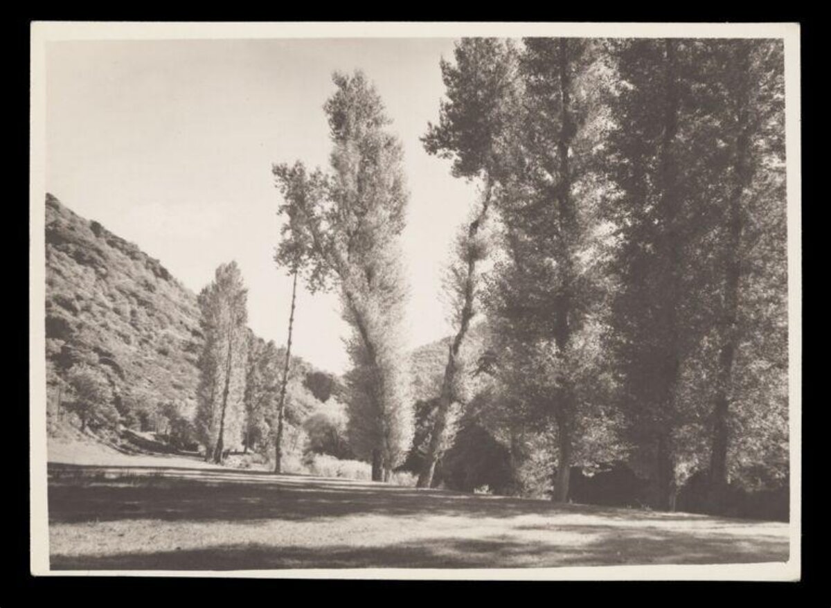 Black and White Valley Tree Landscape