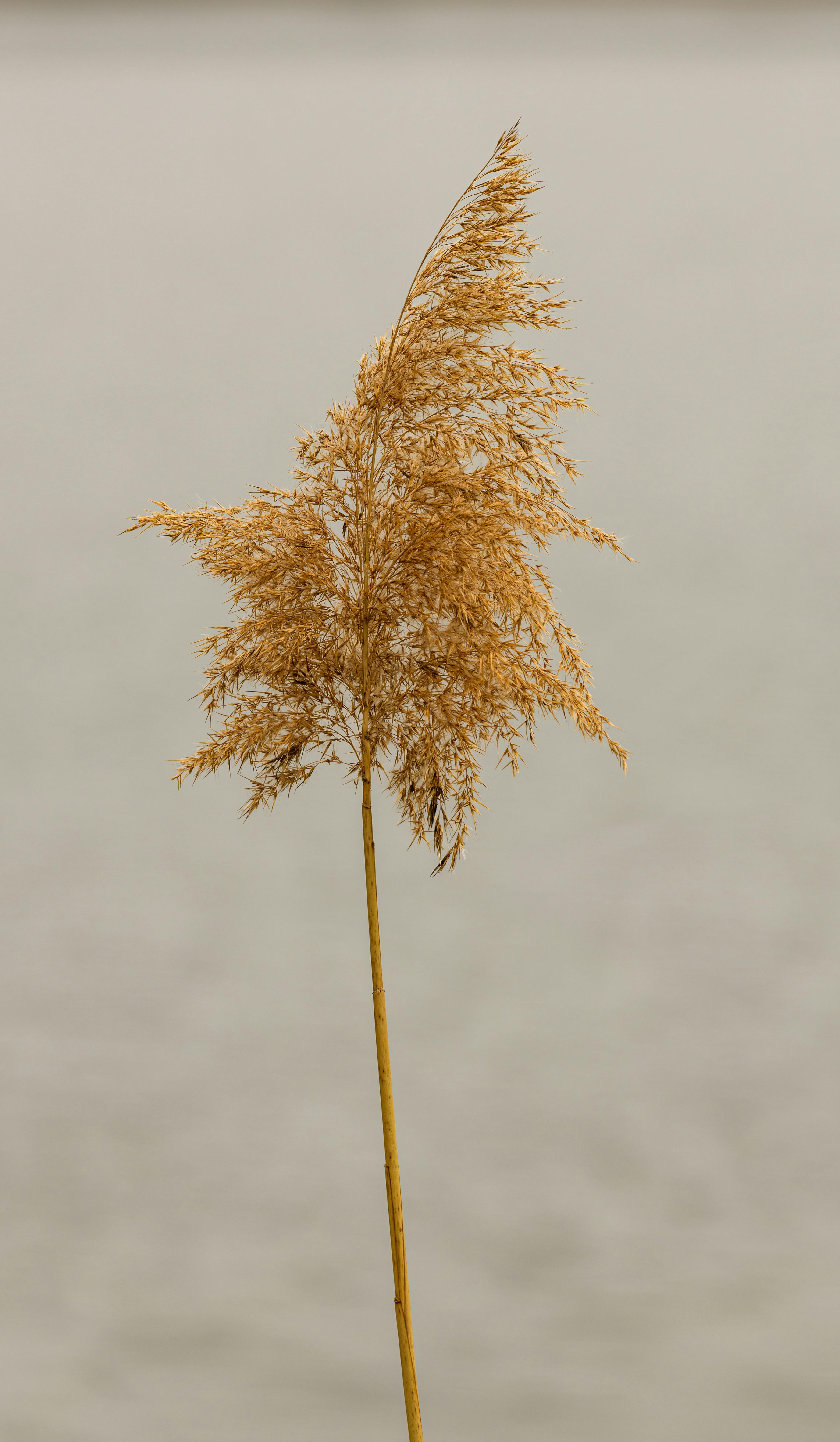 Single Dried Reed Against Gray Background
