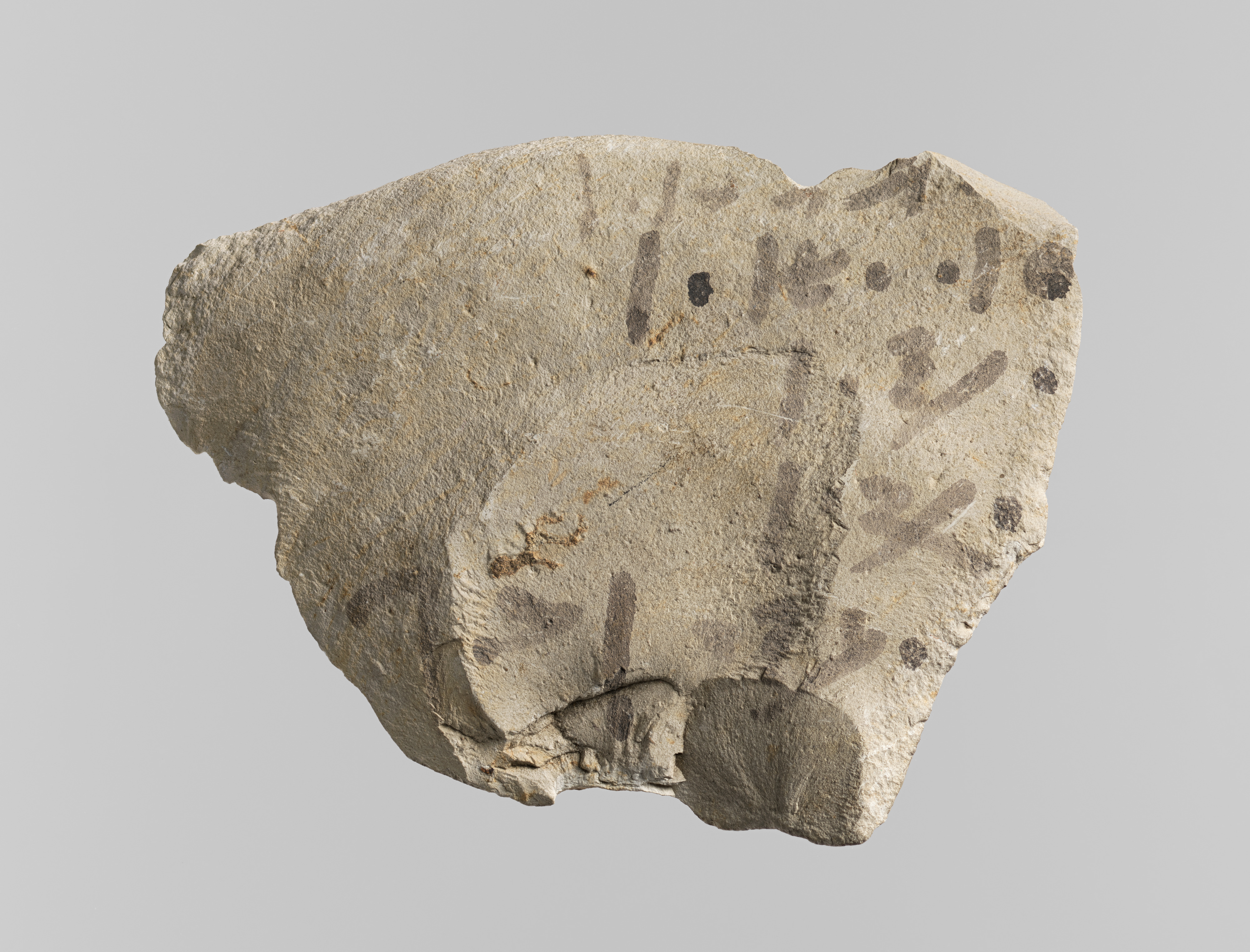 Brachiopod Fossil in Fragmented Rock