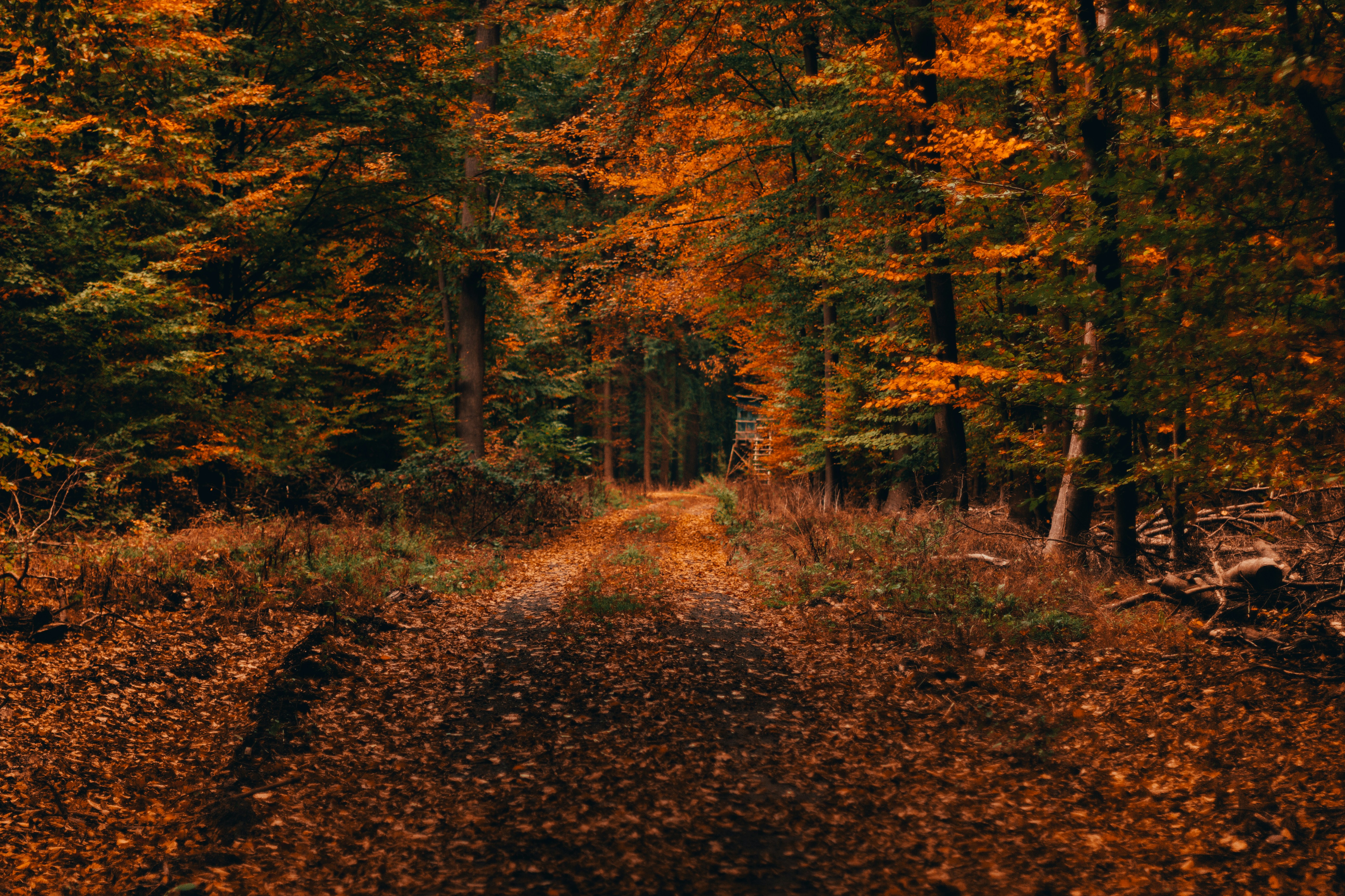 Autumn Forest Path