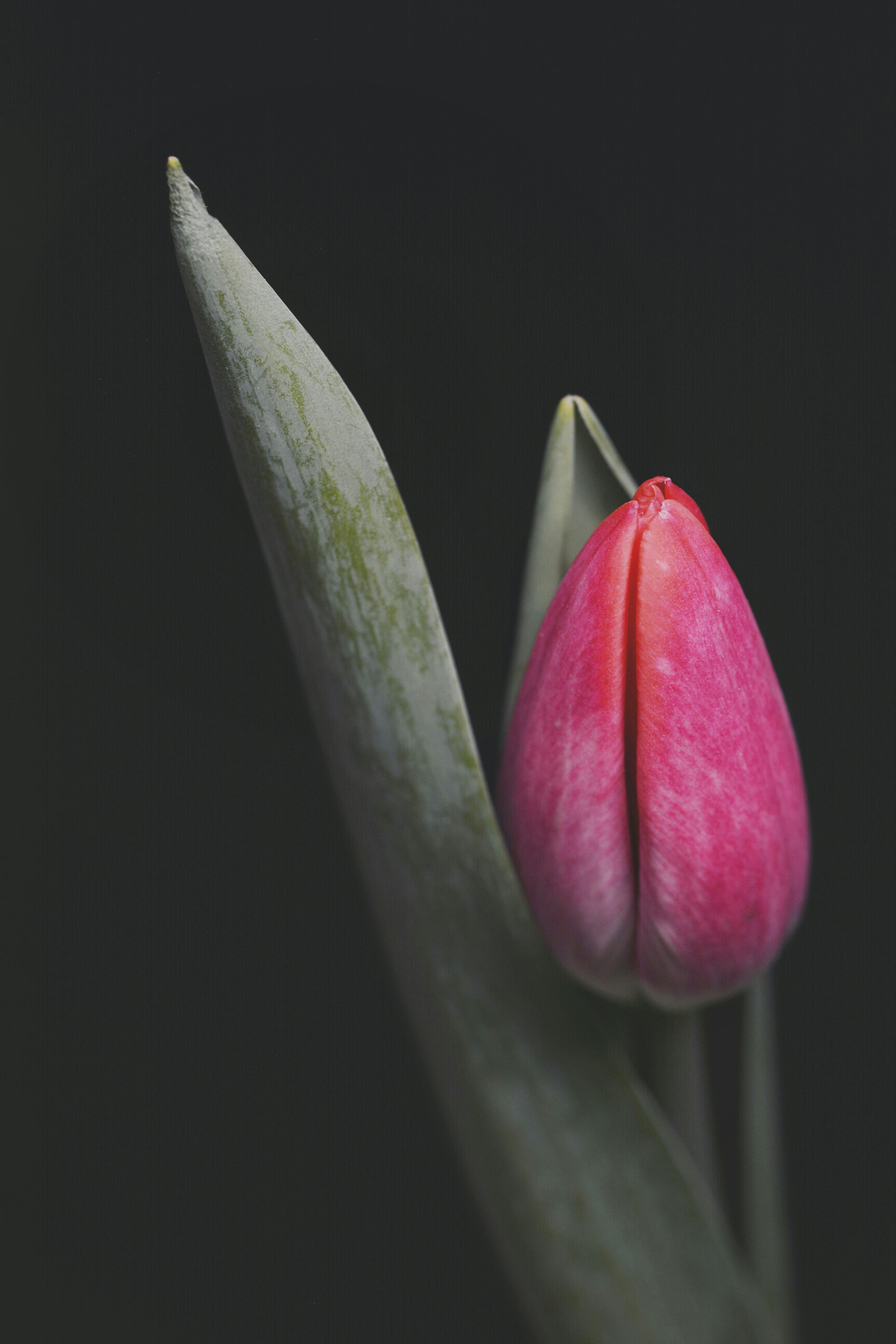 Pink Tulip Bud on Dark Background
