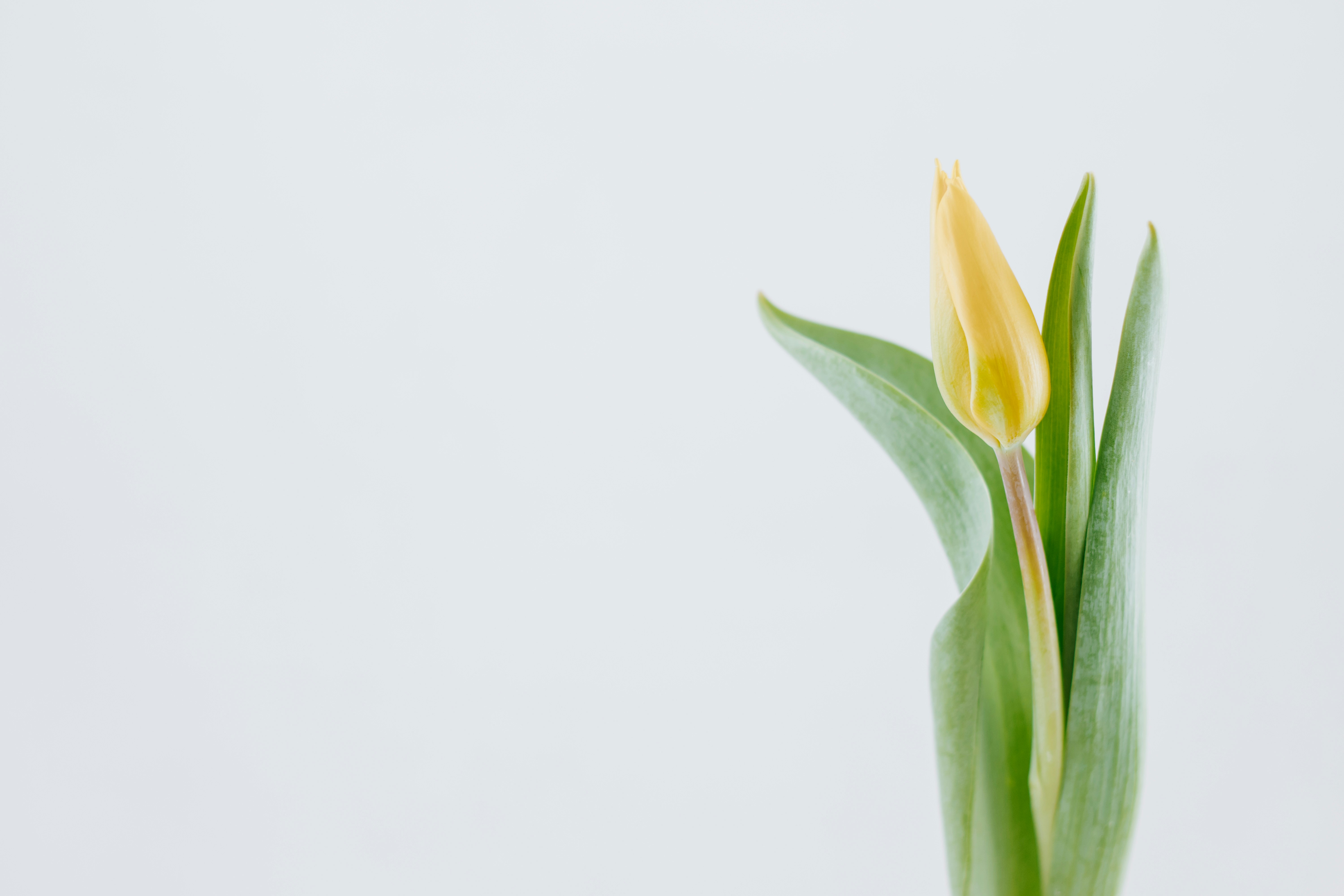 Single Yellow Tulip Bud