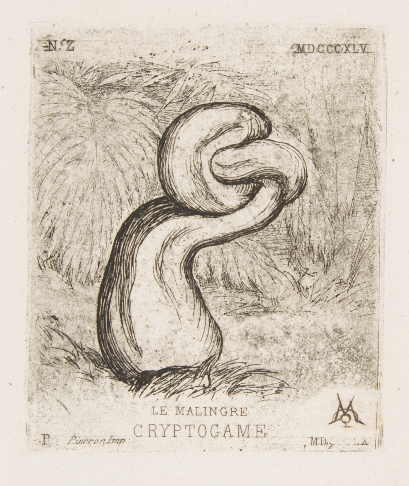 Antique Etching of Le Malingre Cryptogame
