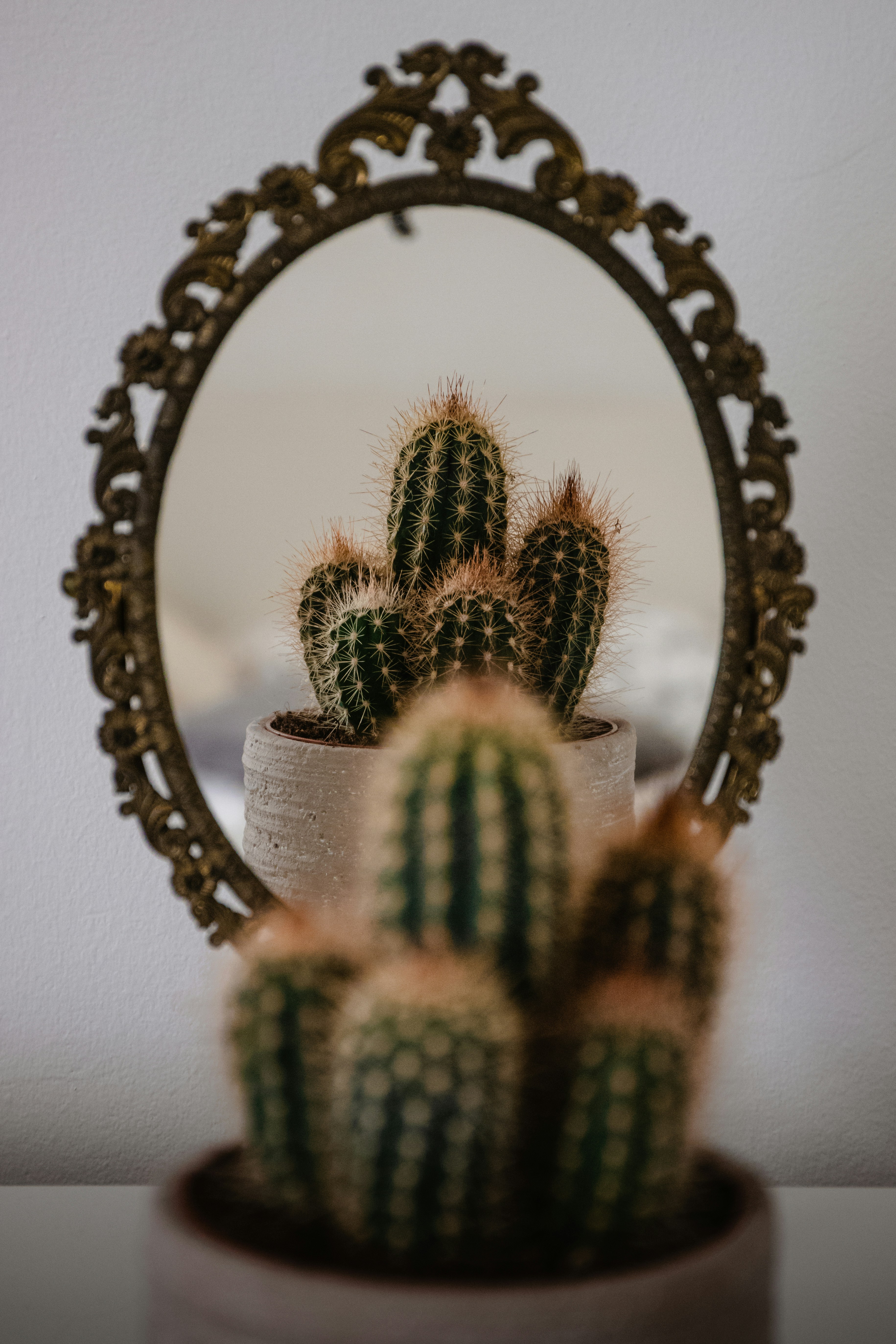 Cacti Reflected In Ornate Mirror