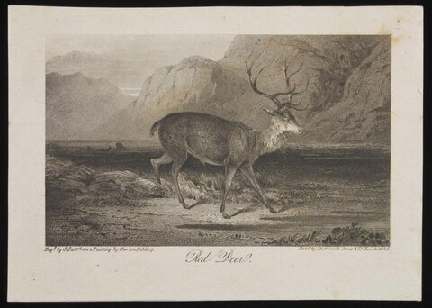 Antique Engraving of Red Deer