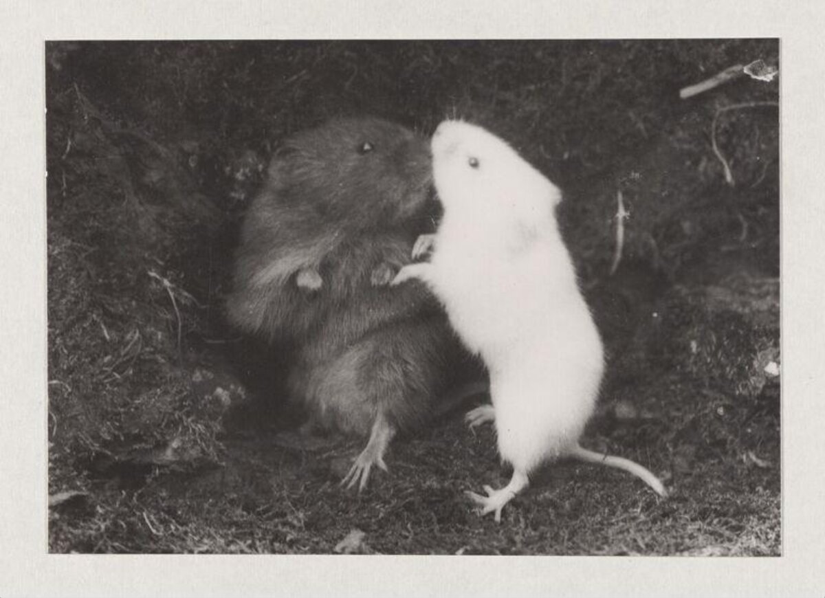 Two Rodents Nuzzling Each Other