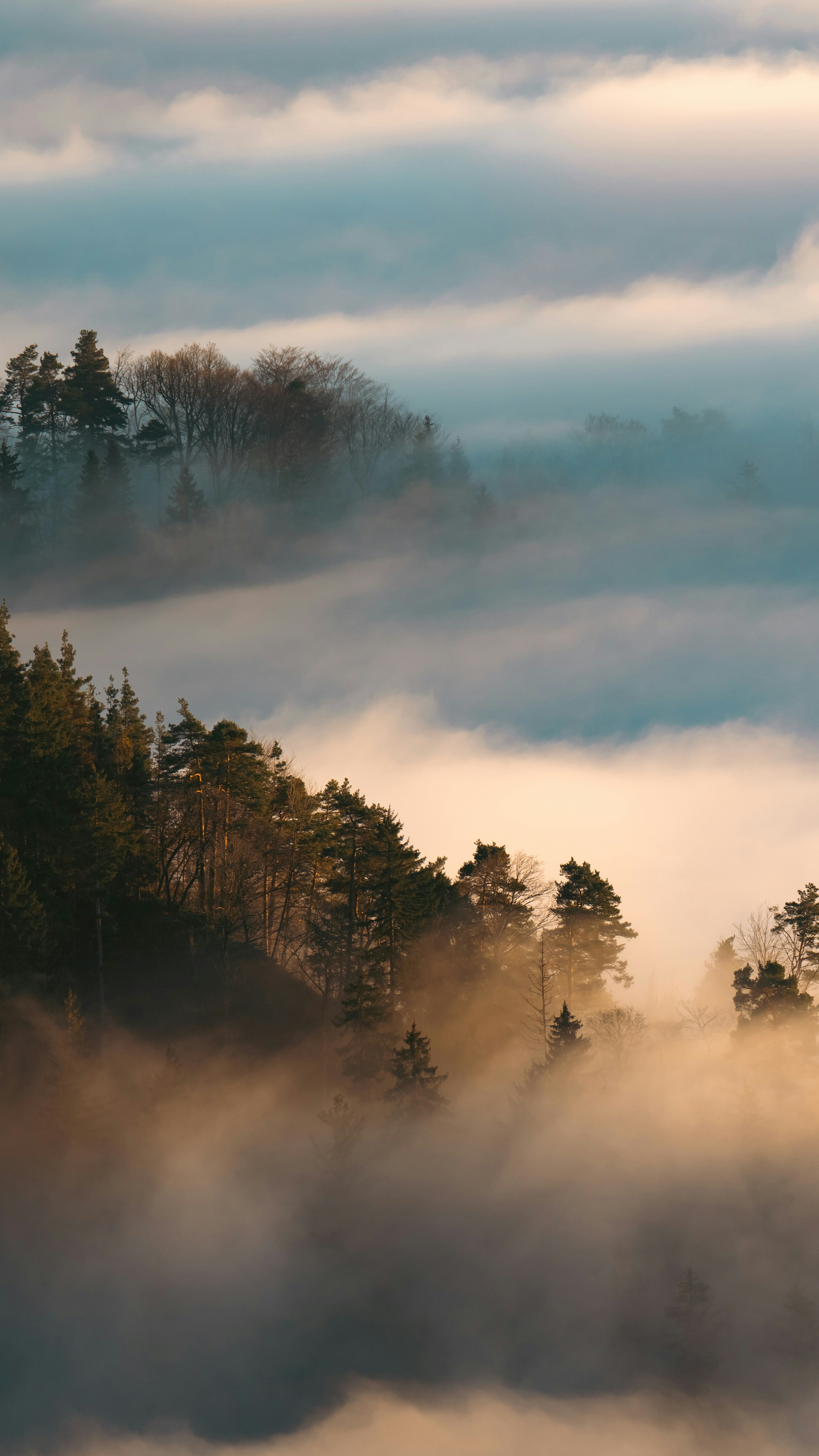 Forest & Flora