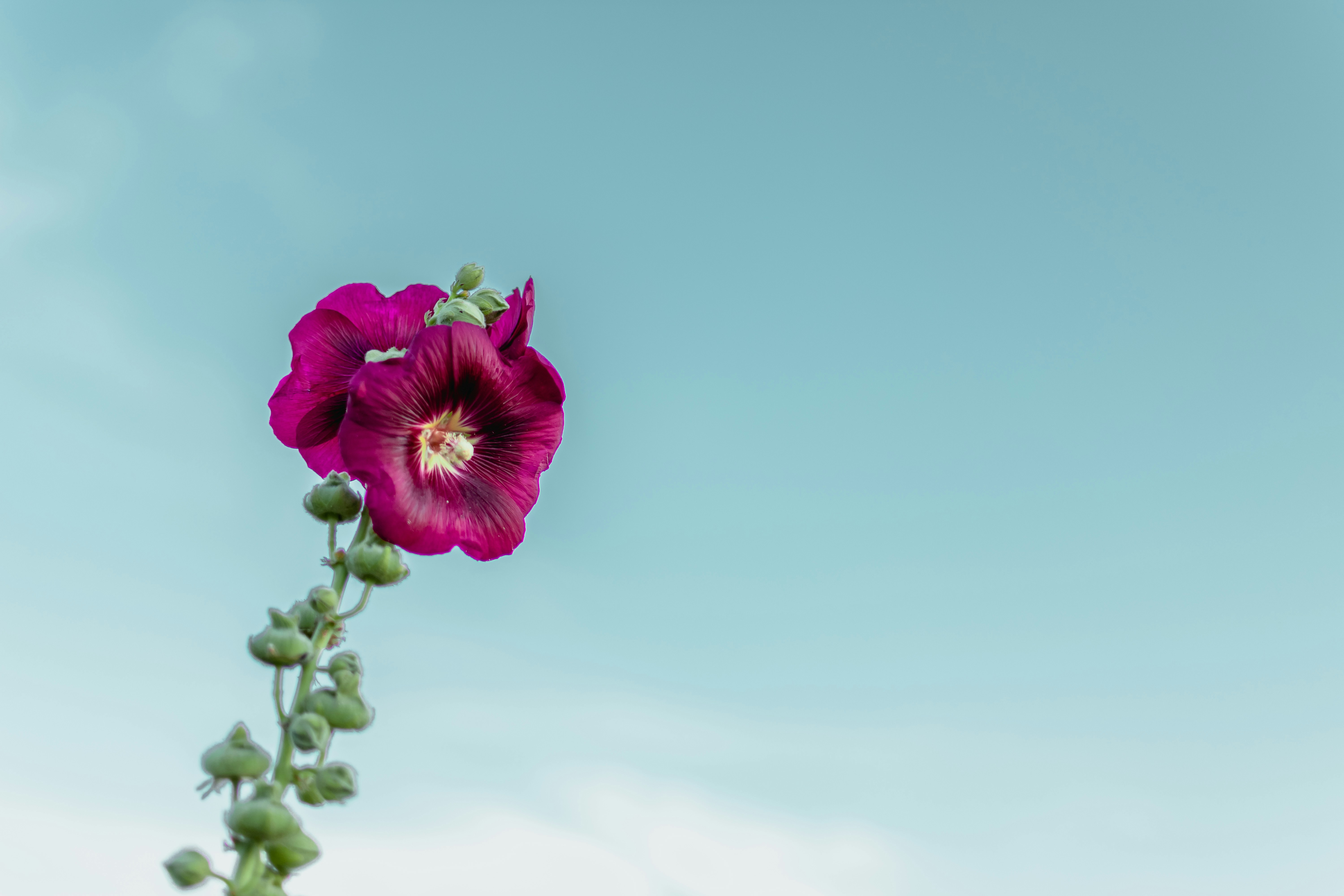 Deep Red Hollyhock Against Blue Sky