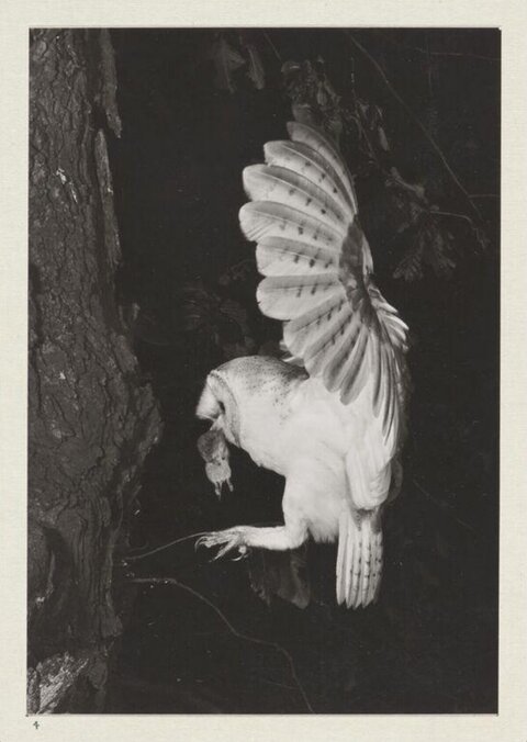 Barn Owl Hunting Prey