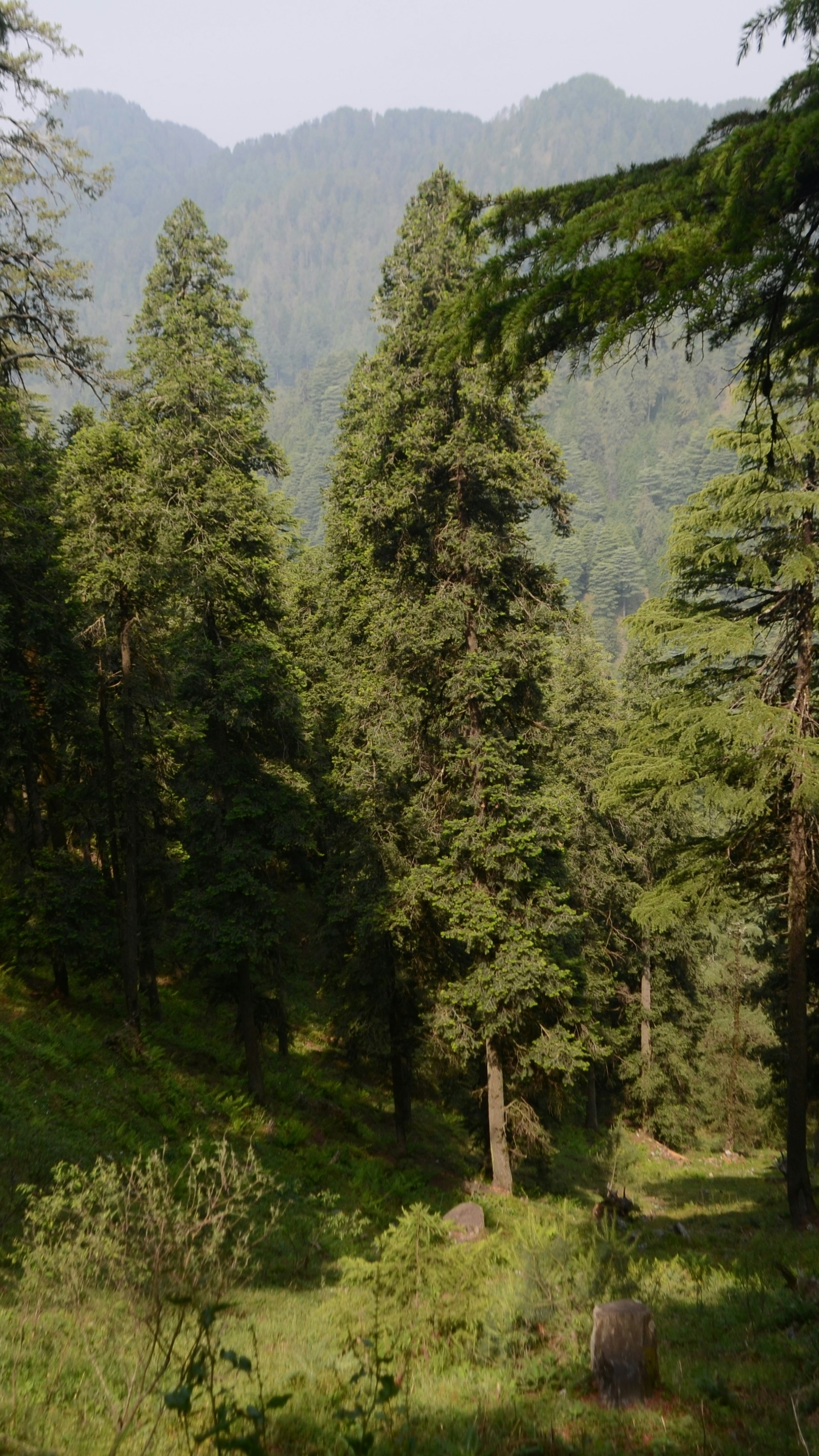 Mountain Coniferous Forest Landscape