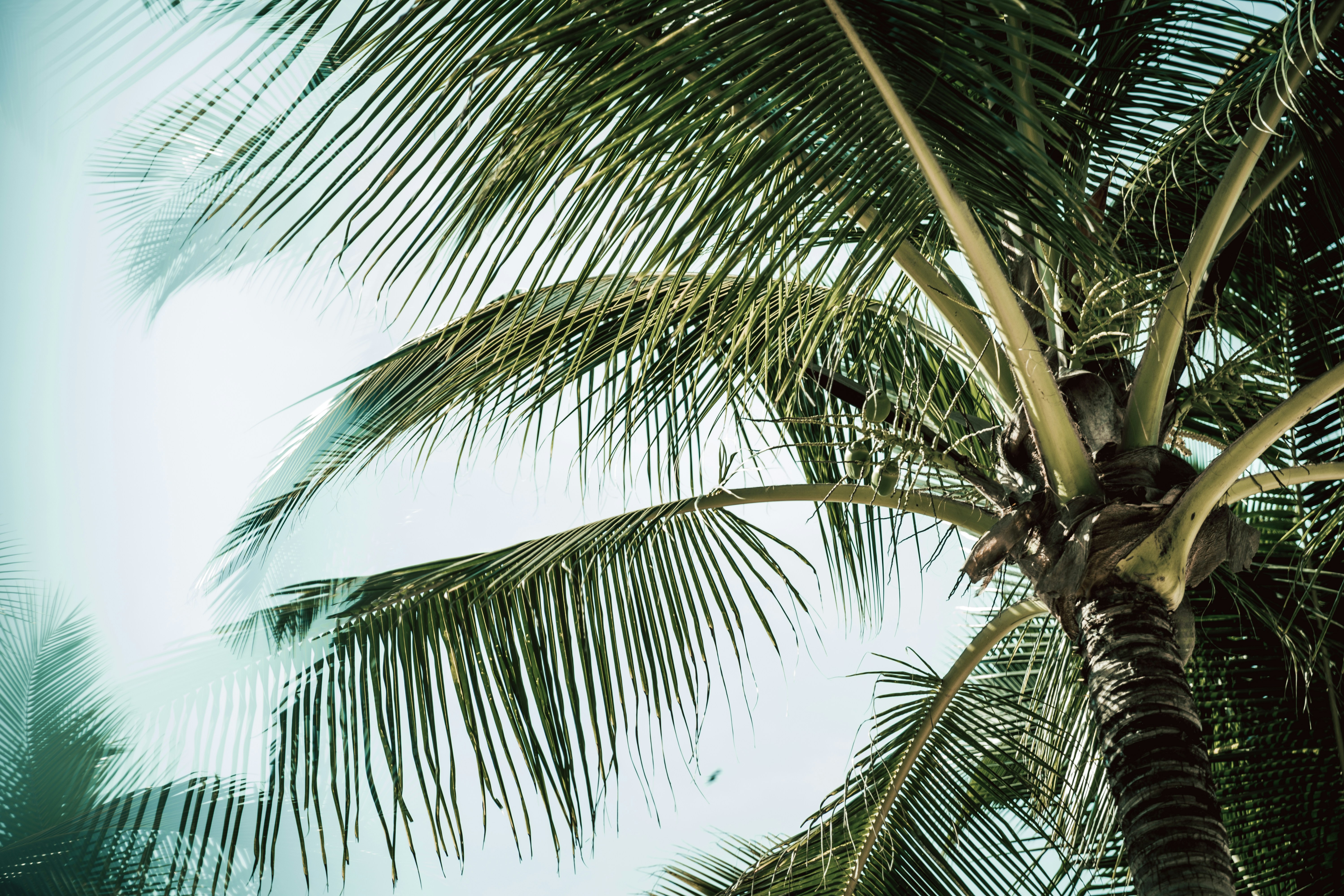 Low Angle View of Coconut Palm