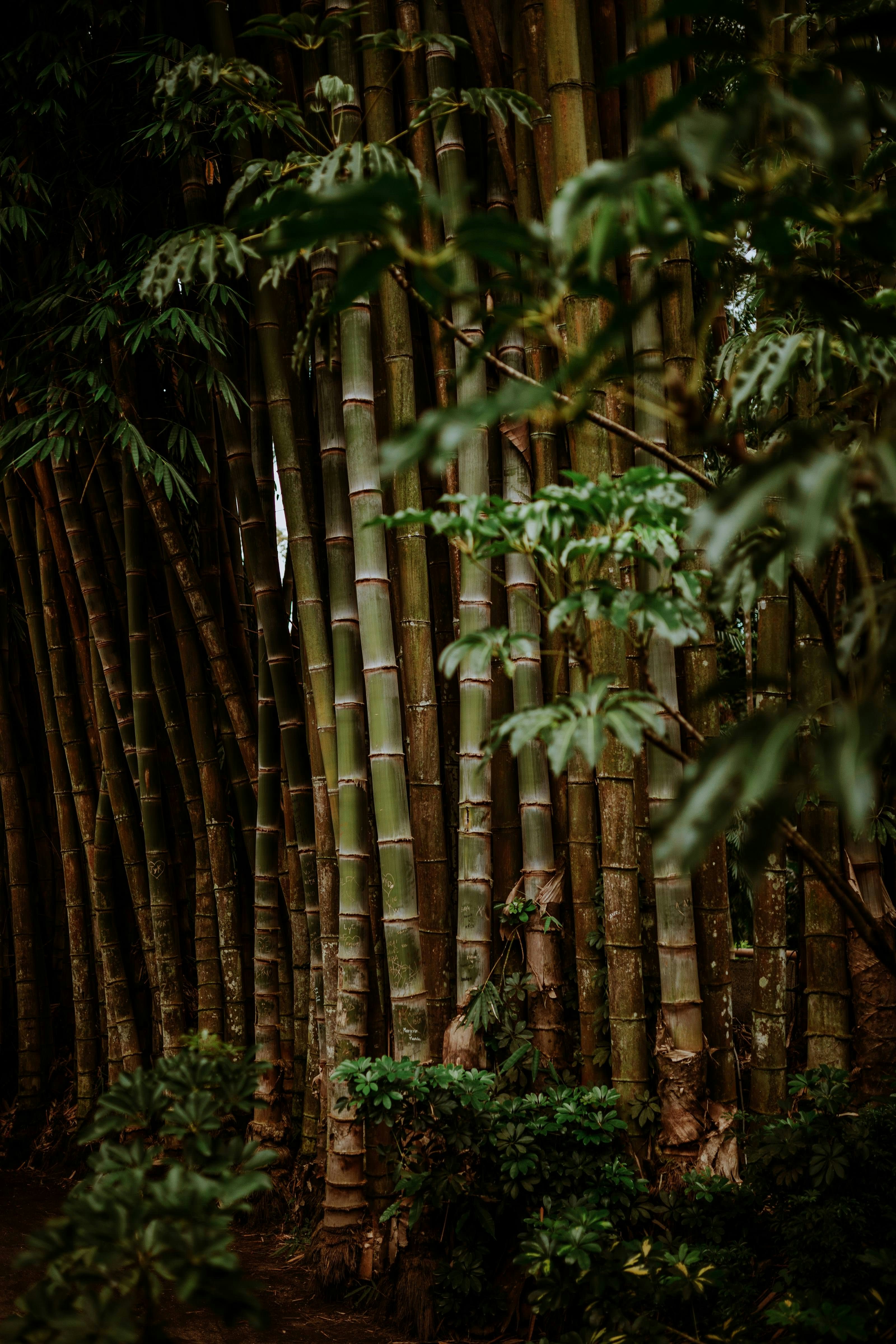 Dense Bamboo Forest