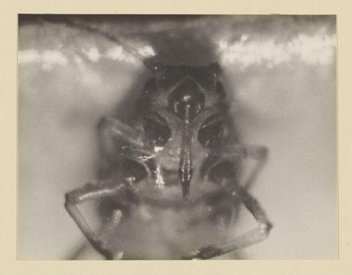 Vintage Close-up of Insect Head