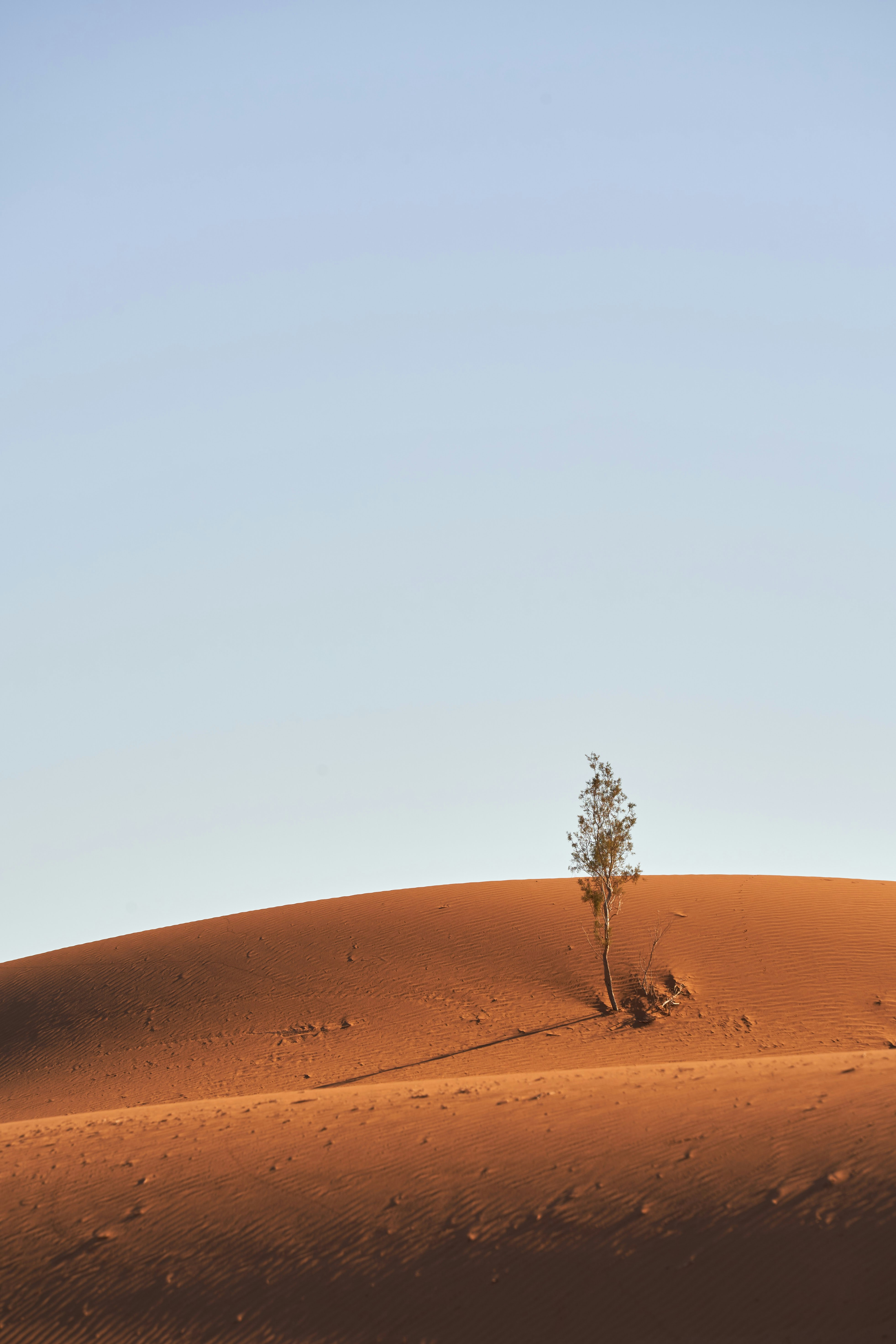 Single Tree on Desert Sand Dune