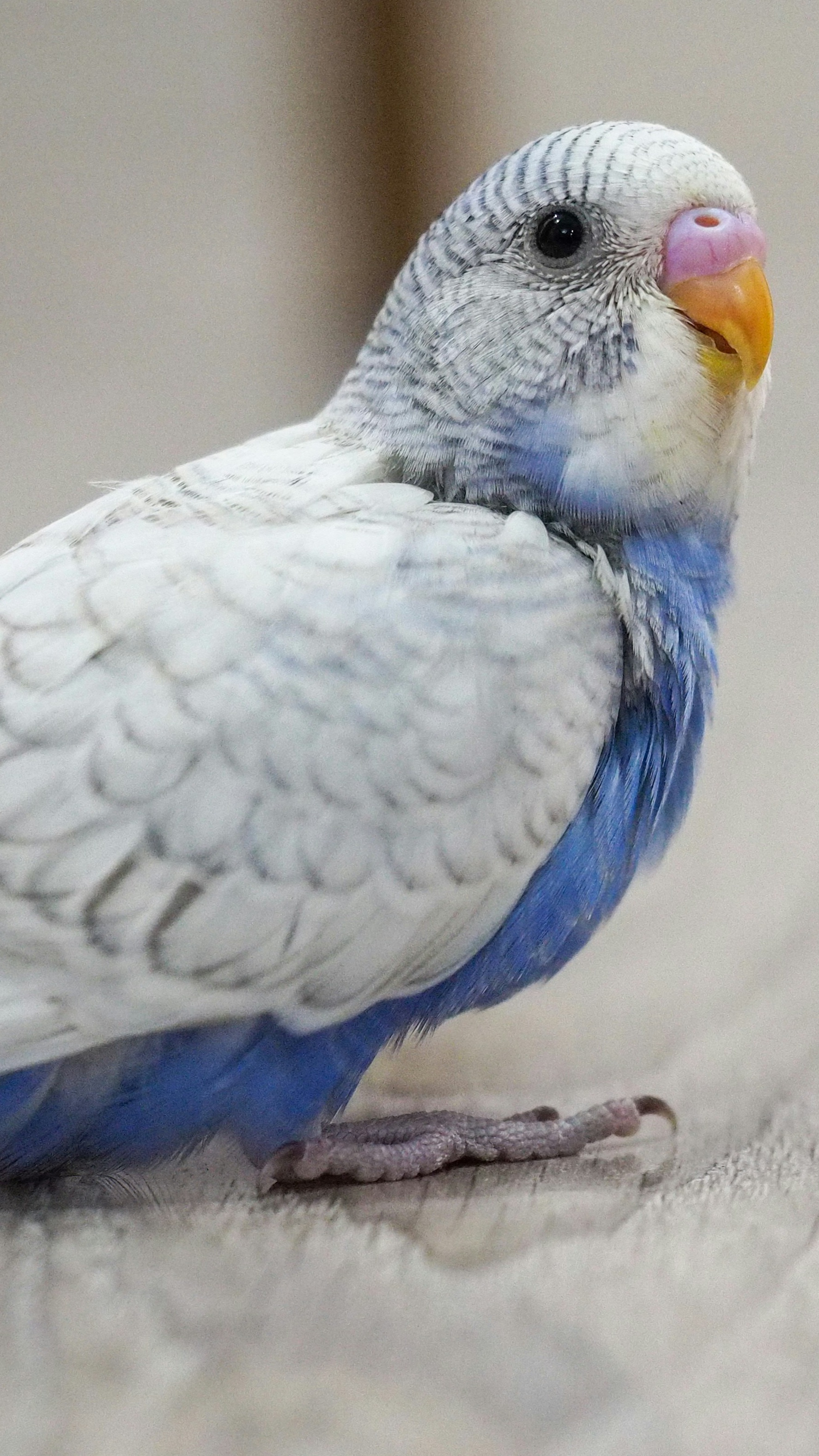 Blue and White Budgerigar Close-Up