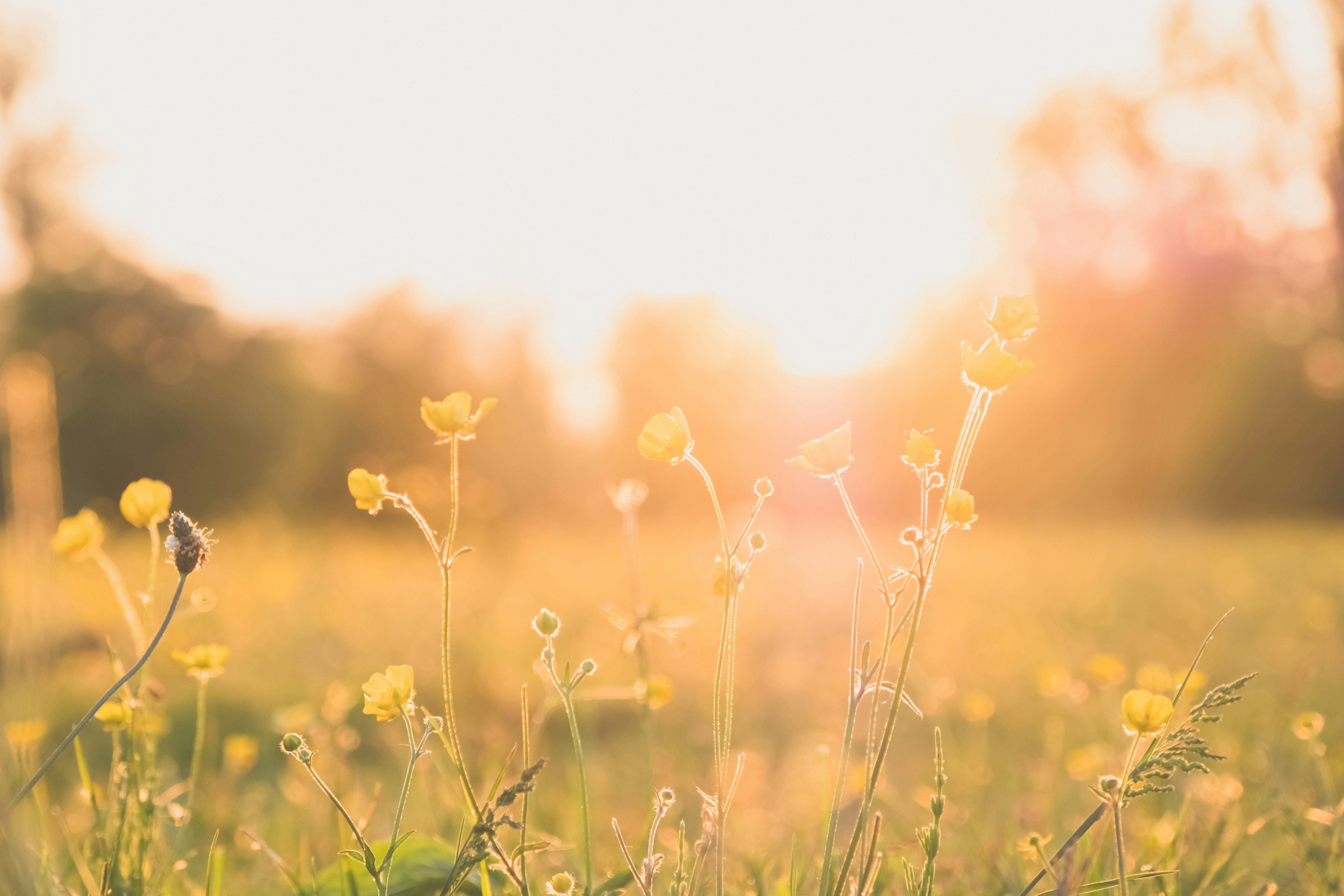 Wildflowers in Sunset Meadow