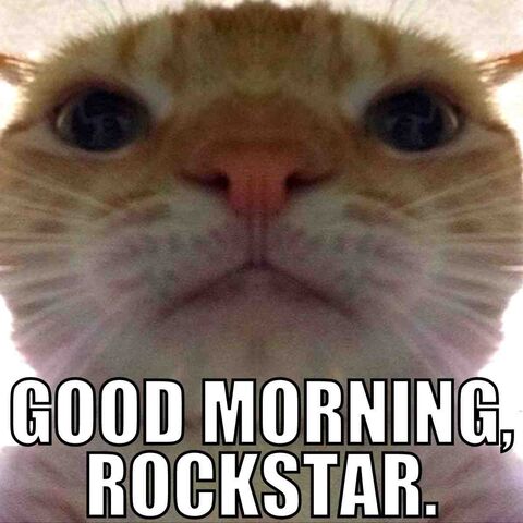 Good Morning Rockstar Cat Meme