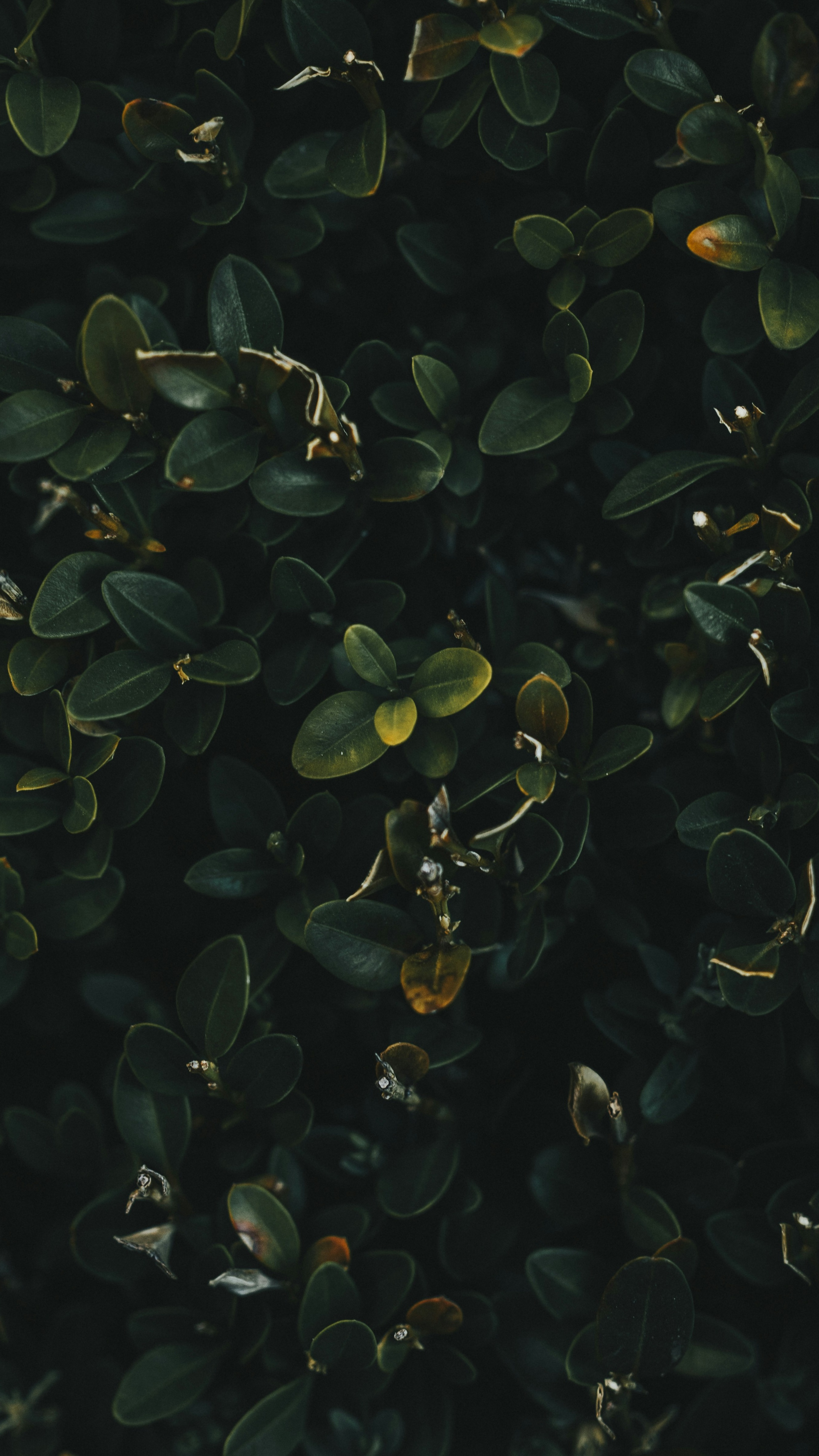 Wallpapers