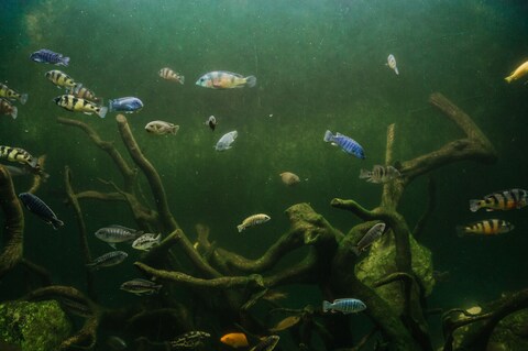 Underwater School of Freshwater Fish