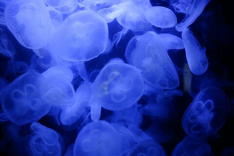 Group of Blue Moon Jellyfish