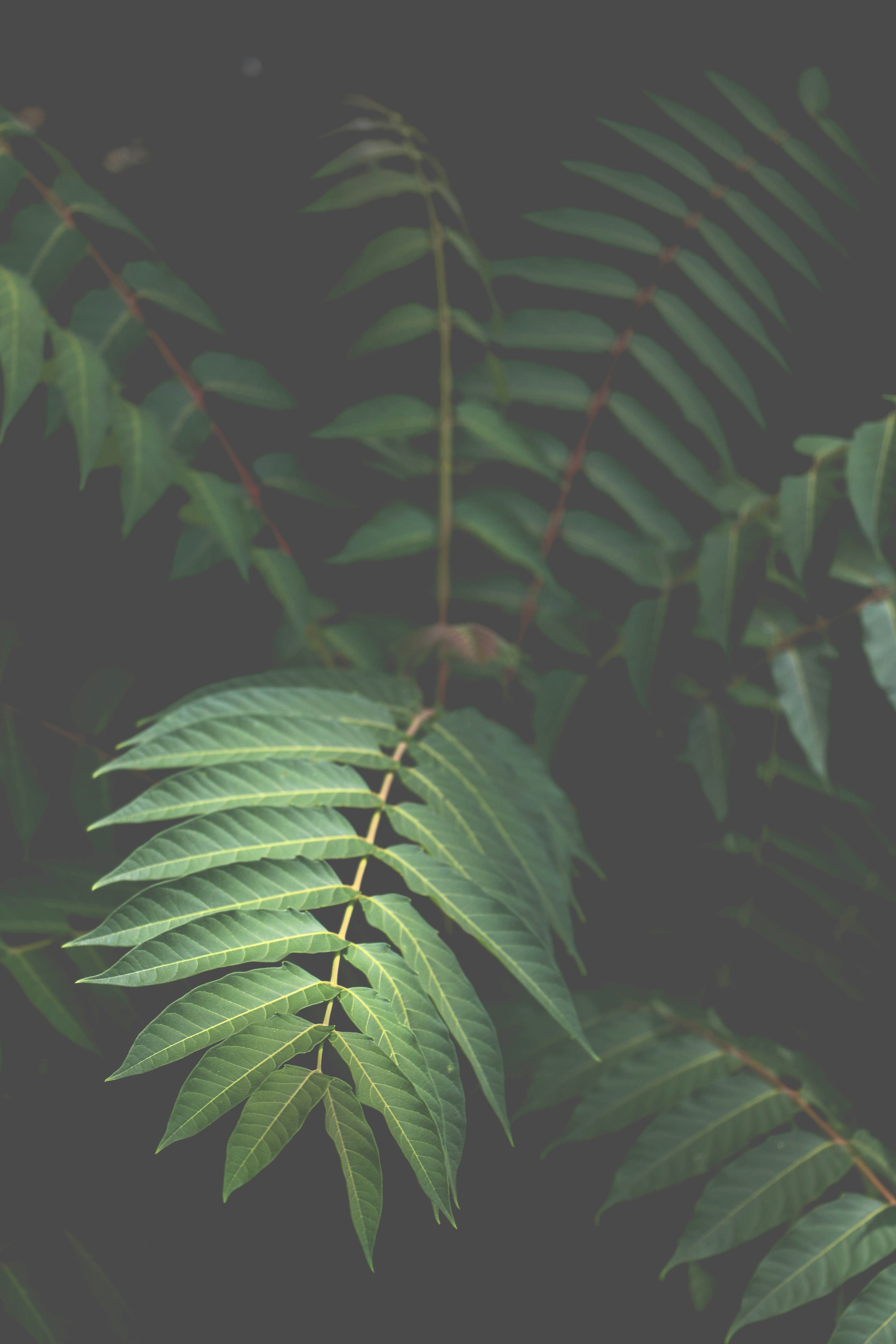 Green Compound Tree Leaves