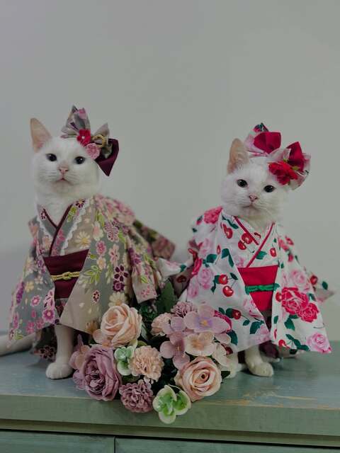 Two White Cats in Kimonos
