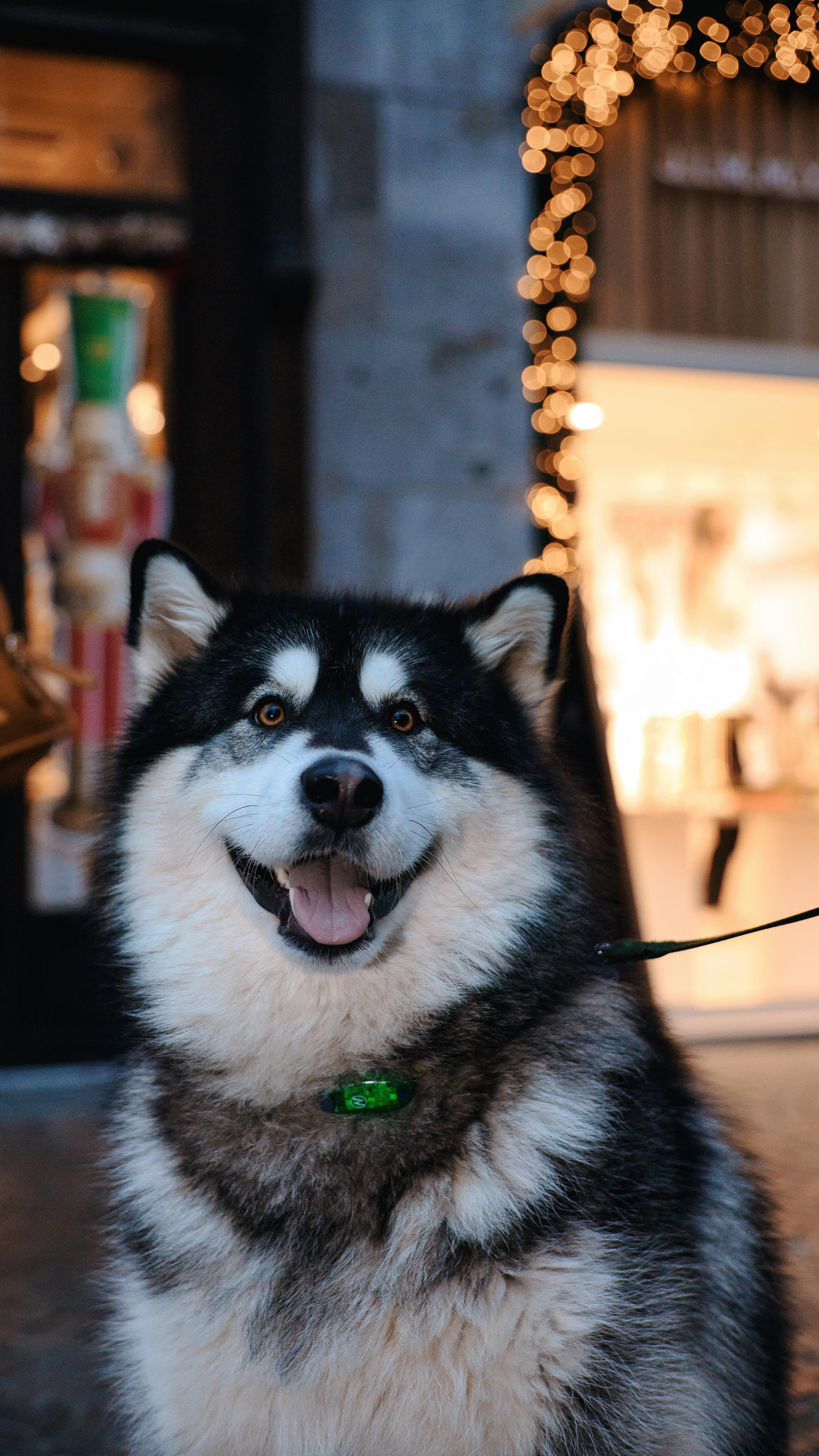 Smiling Alaskan Malamute