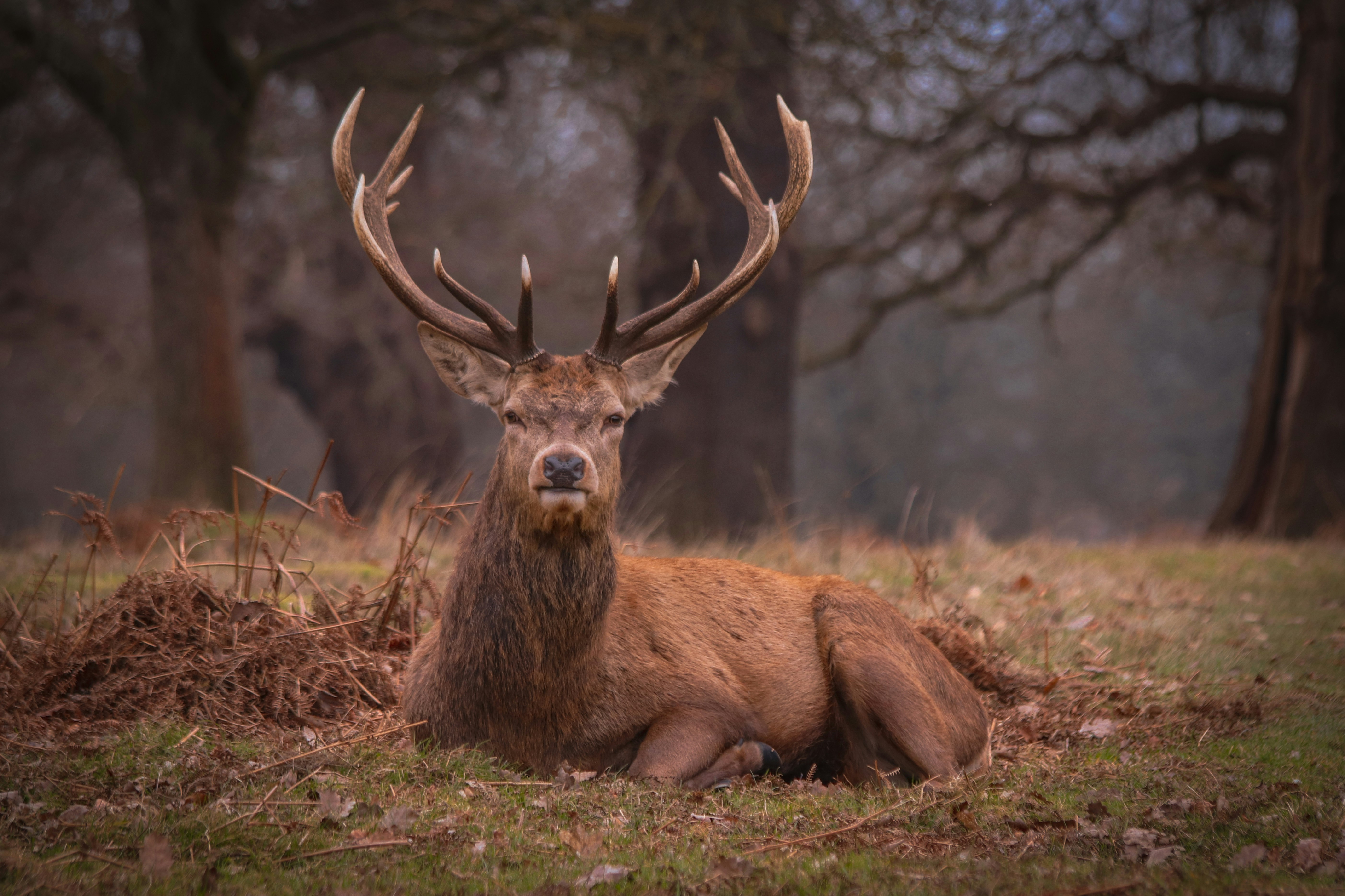Red Deer Resting in Woodland