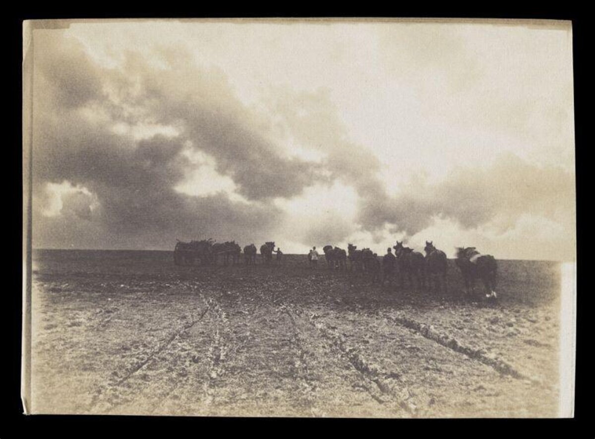 Old Photo of Ox Team Plowing