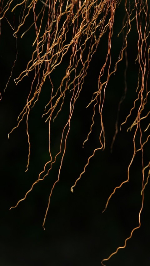 Hanging Wavy Aerial Roots