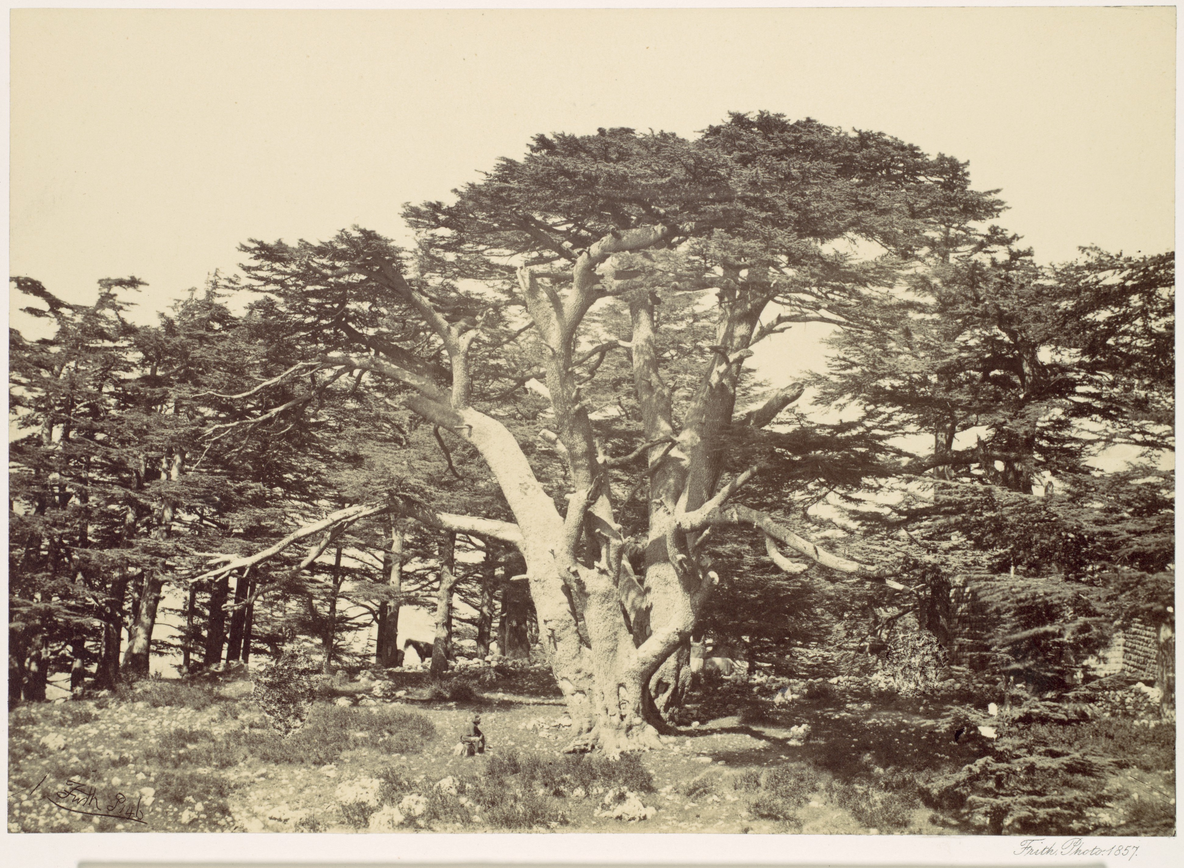 Giant Ancient Cedar Tree