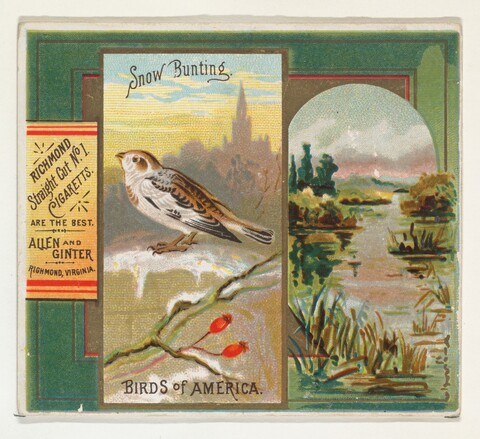 Vintage Snow Bunting Cigarette Card