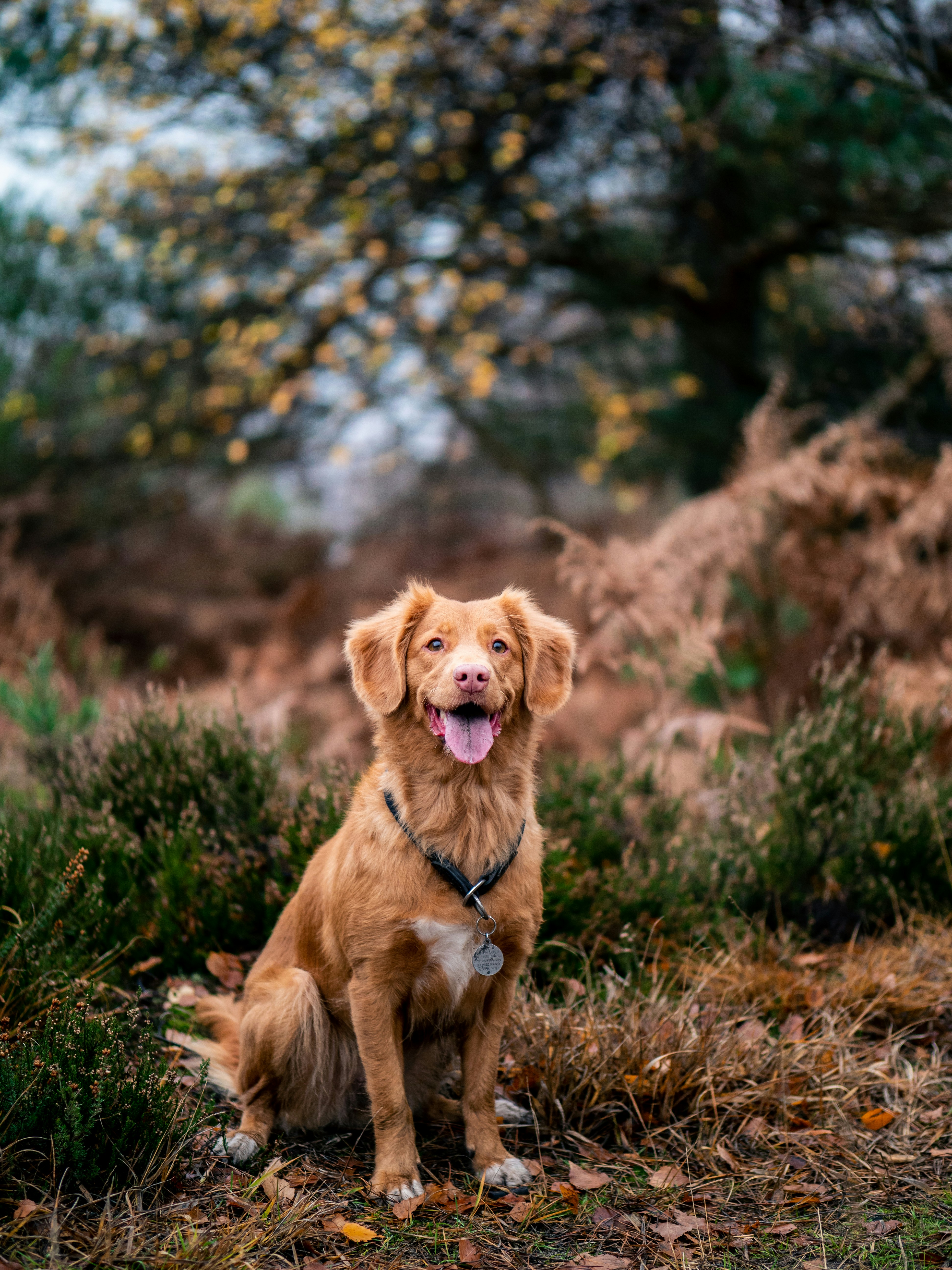 Golden Retriever In Autumn Woods